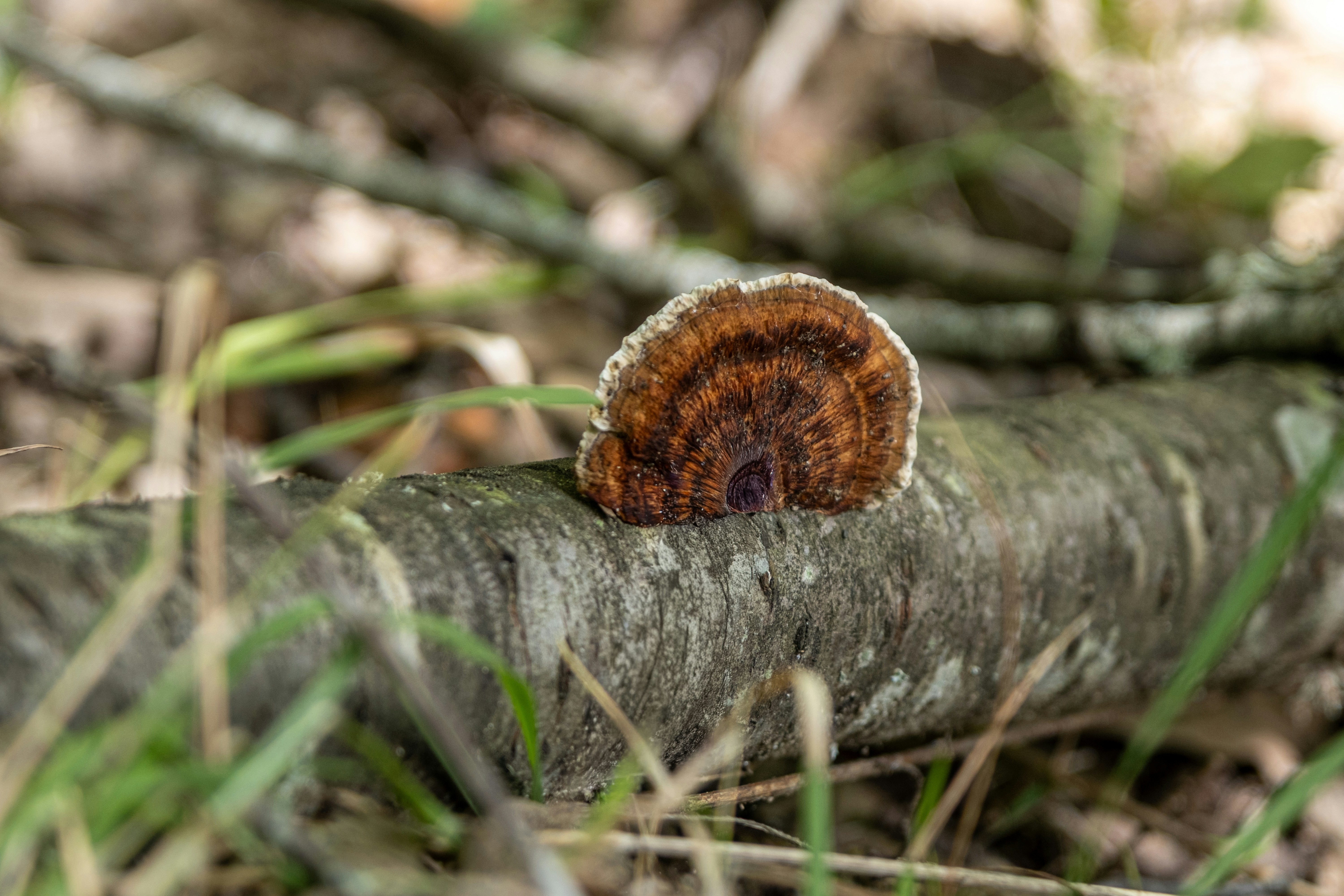 A shelf fungus grows on a fallen tree branch.