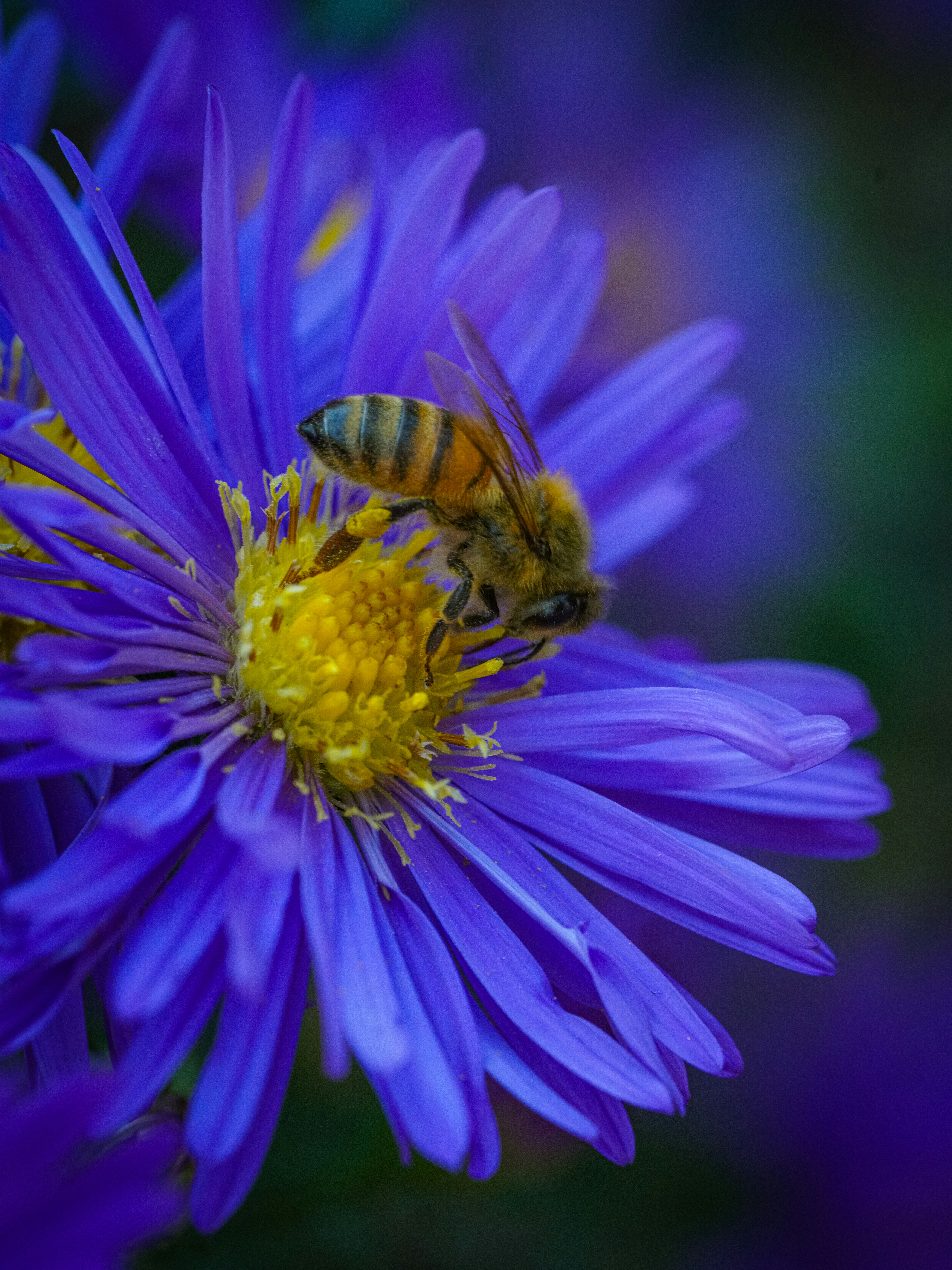 A bee collects nectar from a vibrant purple flower.