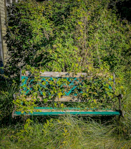 Overgrown park bench covered in green vines and leaves.