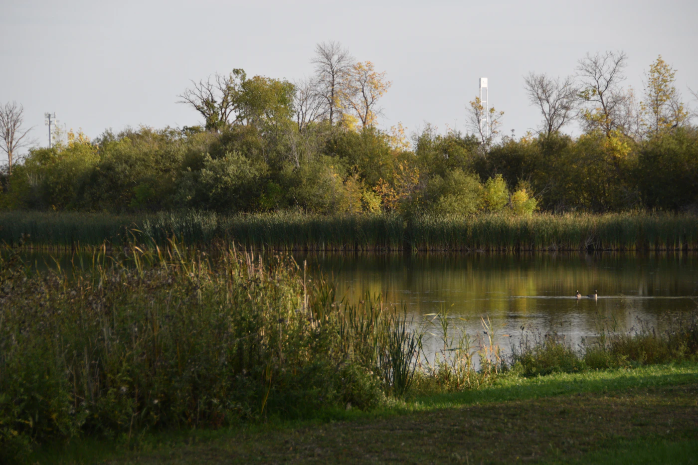 A calm grassy lakeshore lagoon at Grand Beach in Manitoba with green reeds and still water