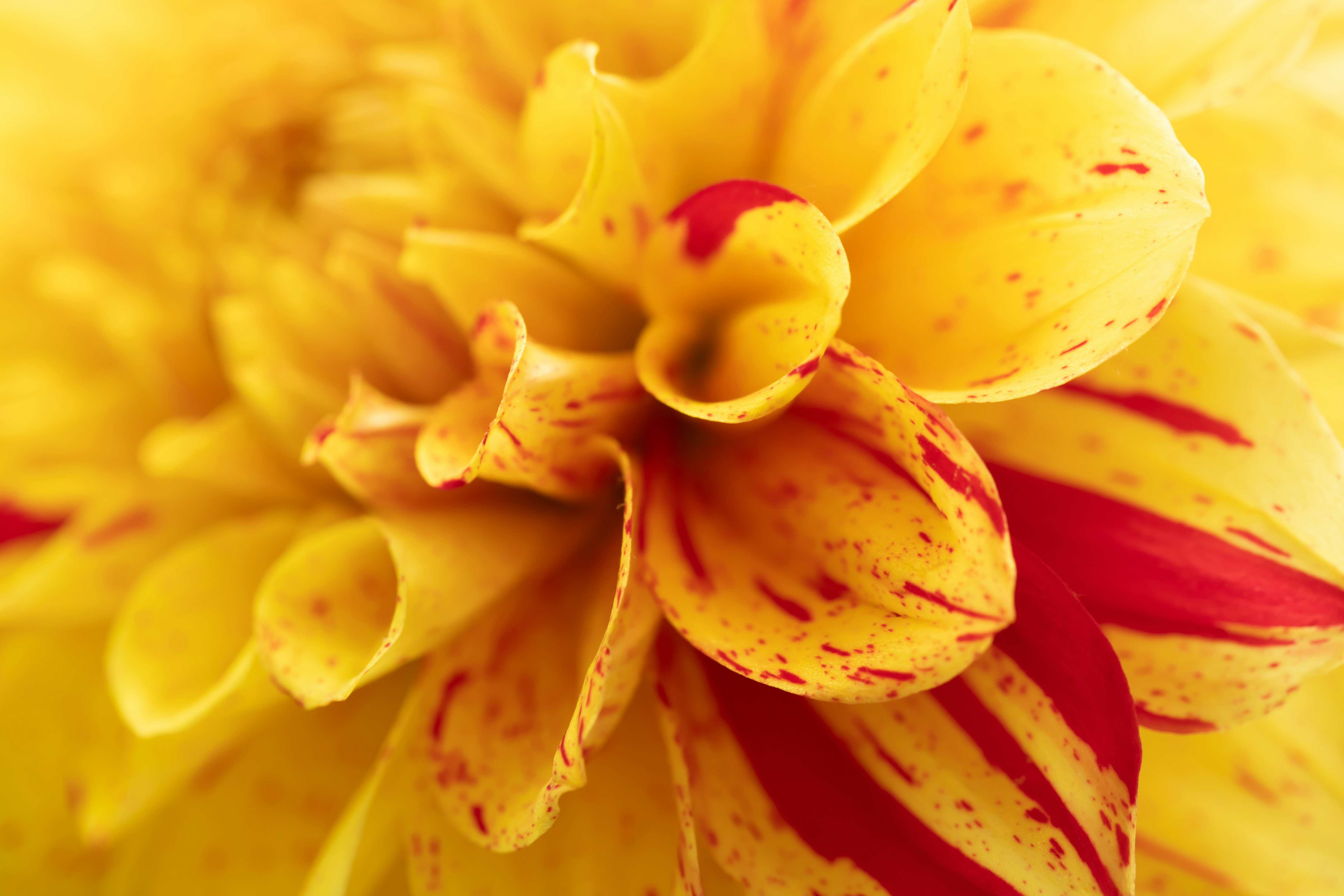 Close-up of a yellow dahlia with red speckles.