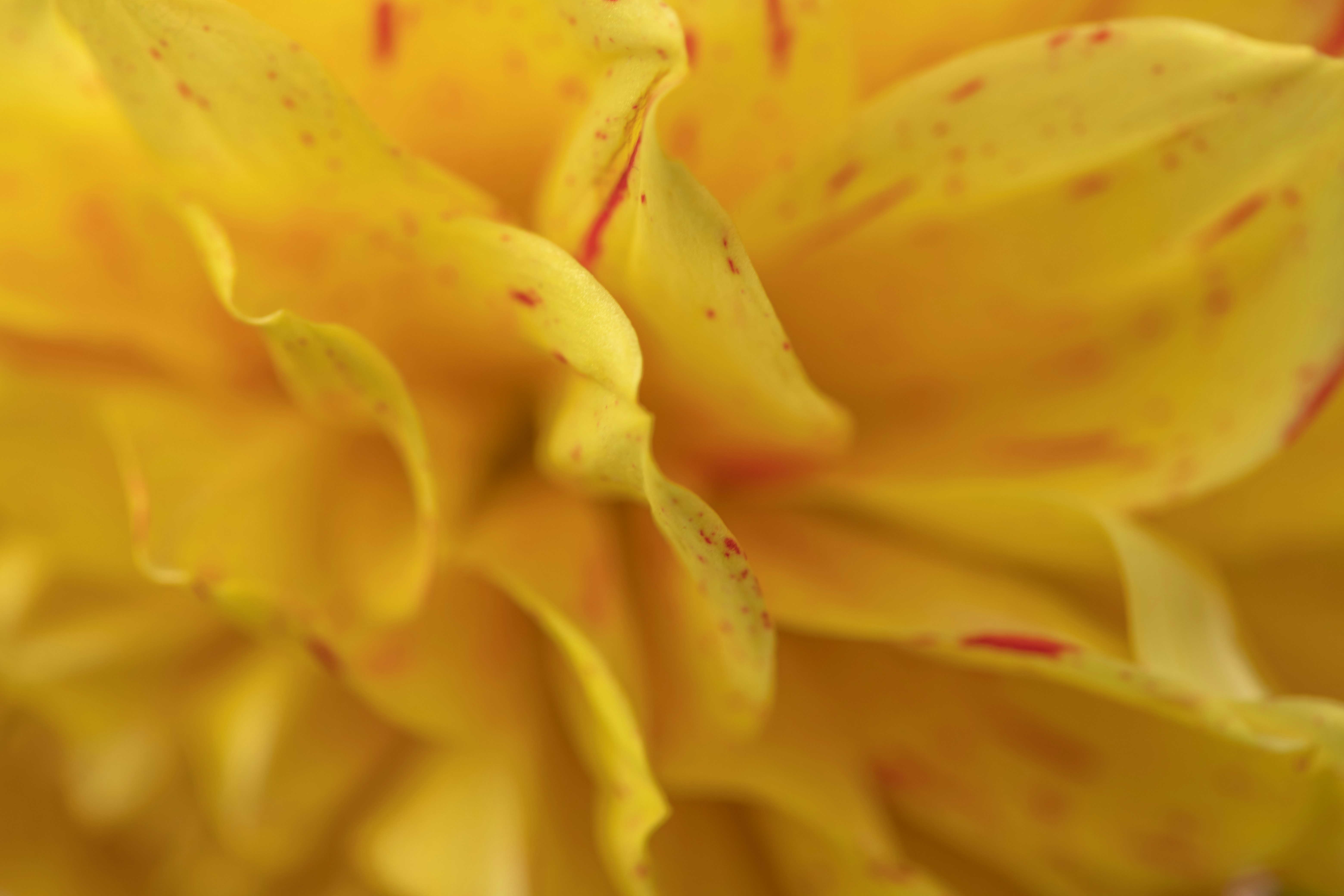 Close-up of yellow flower petals with red speckles.