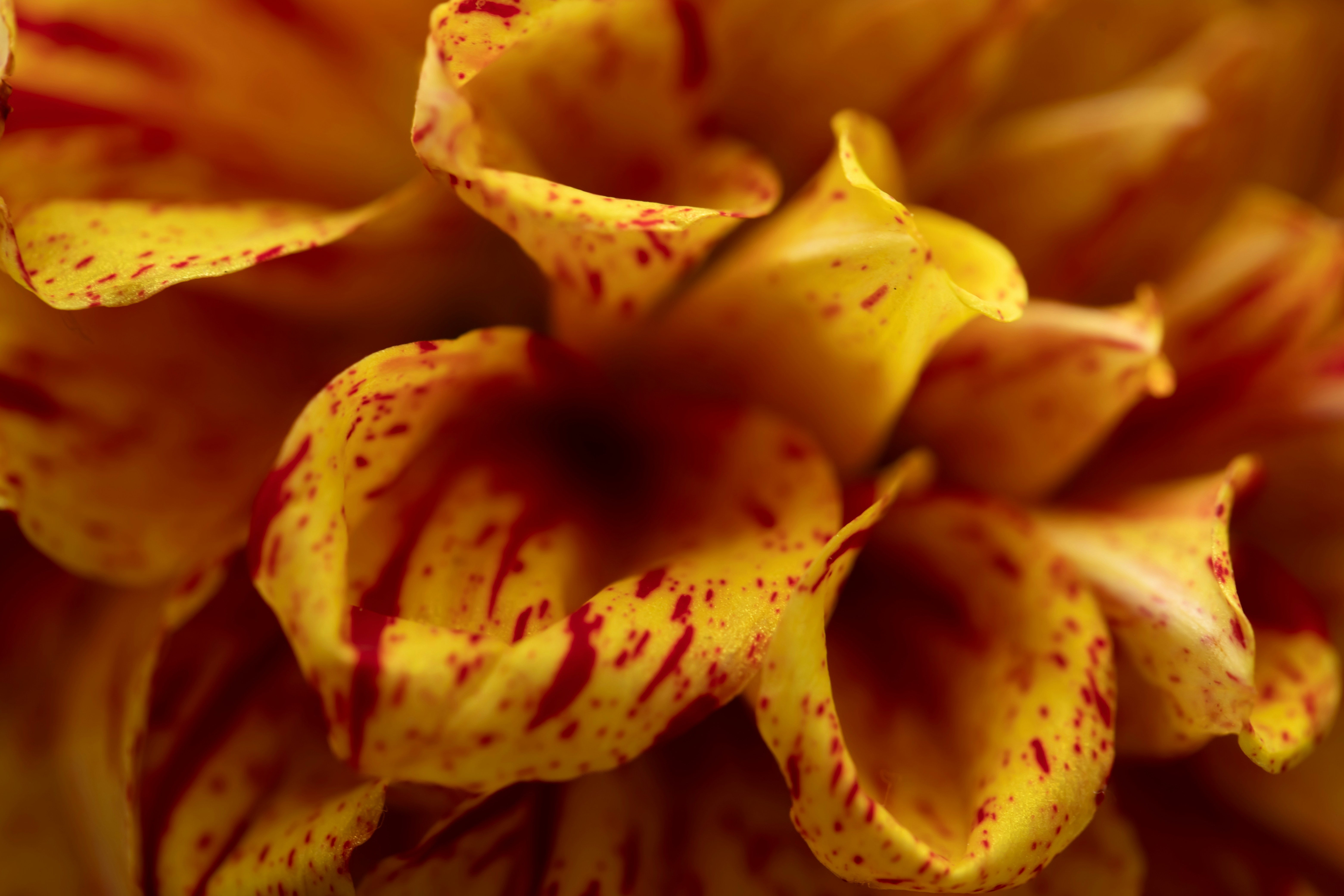 Close-up of yellow and red speckled flower petals.