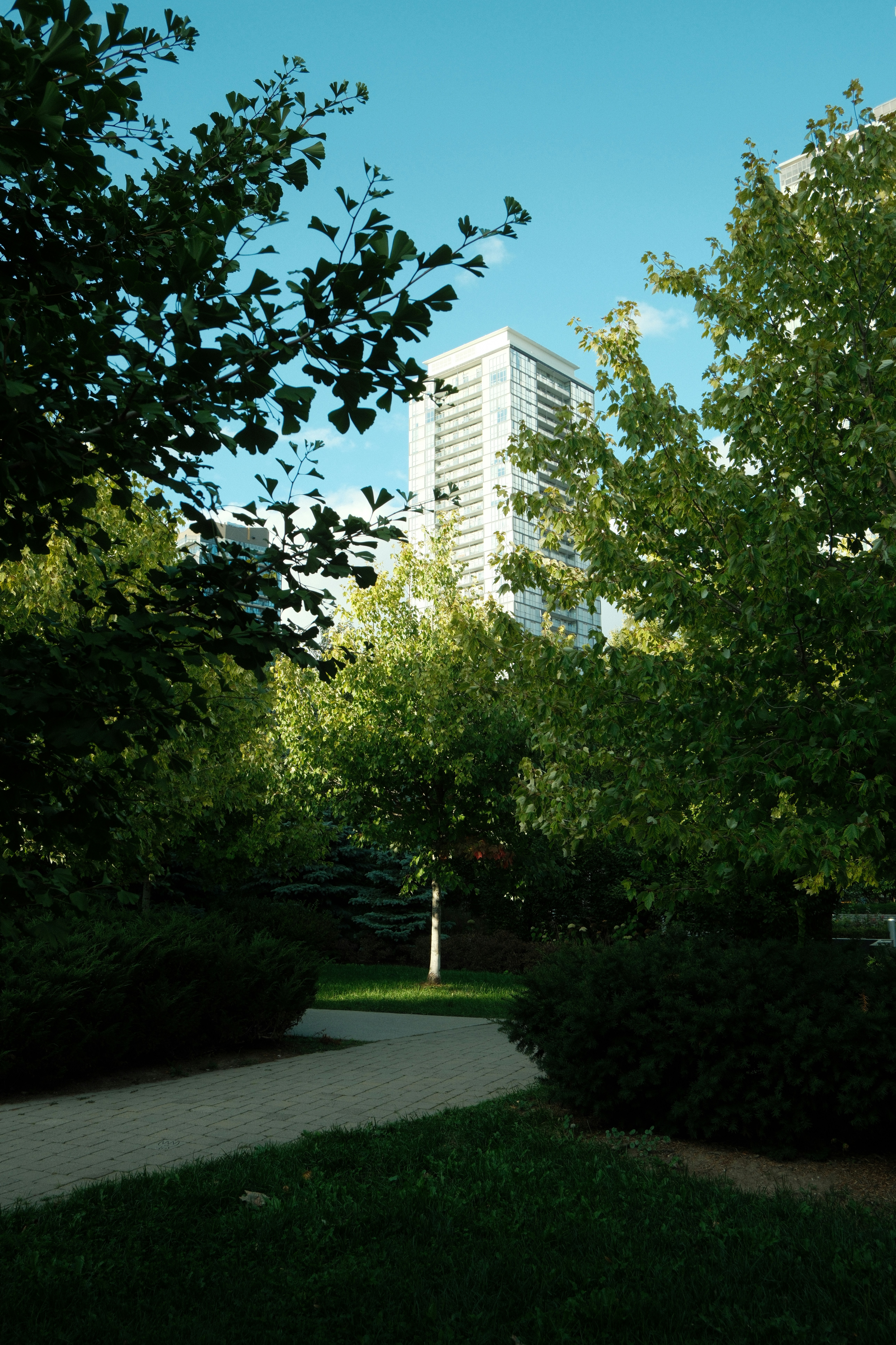 Tall buildings seen through lush green trees