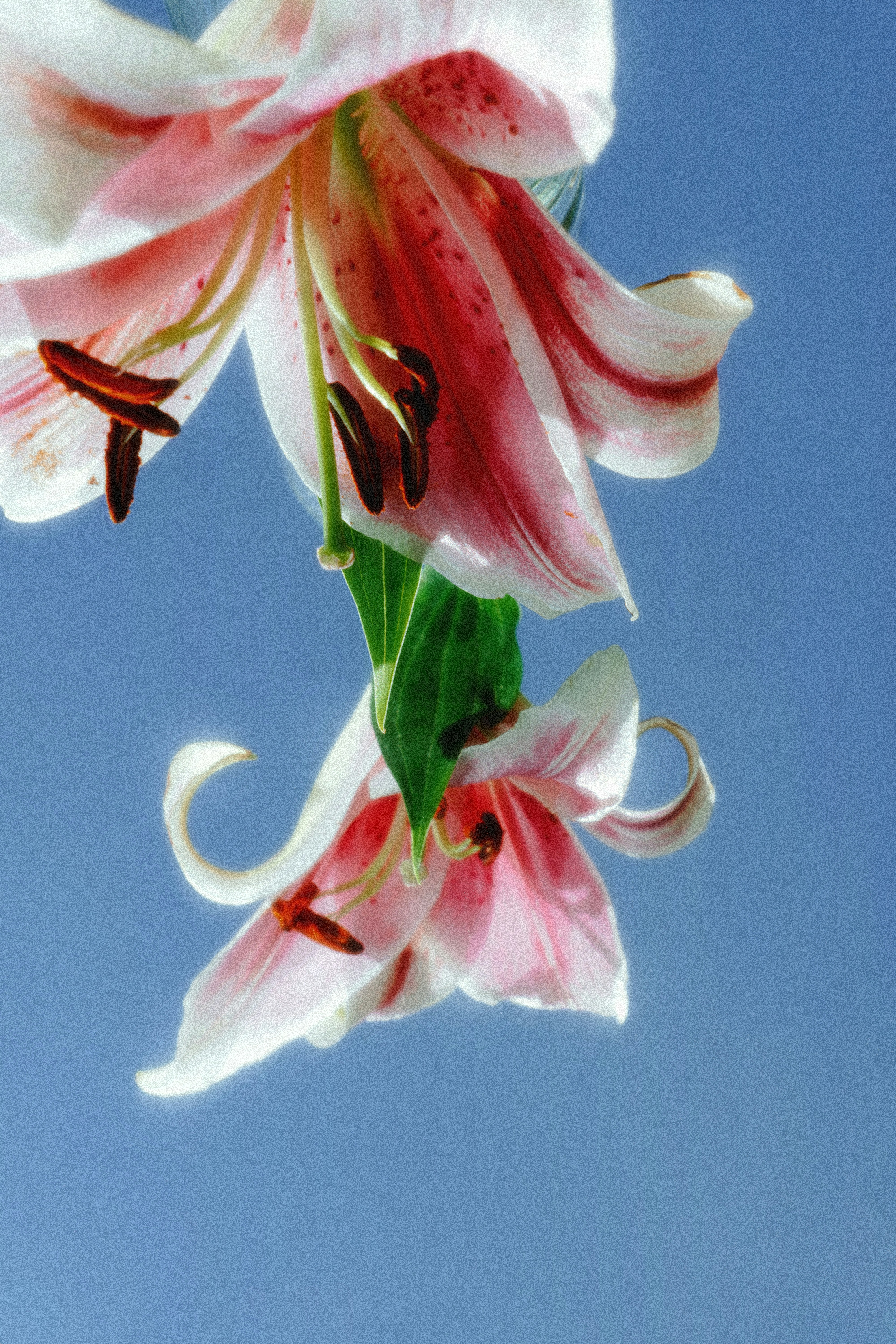 Two pink and white lilies against a blue sky.