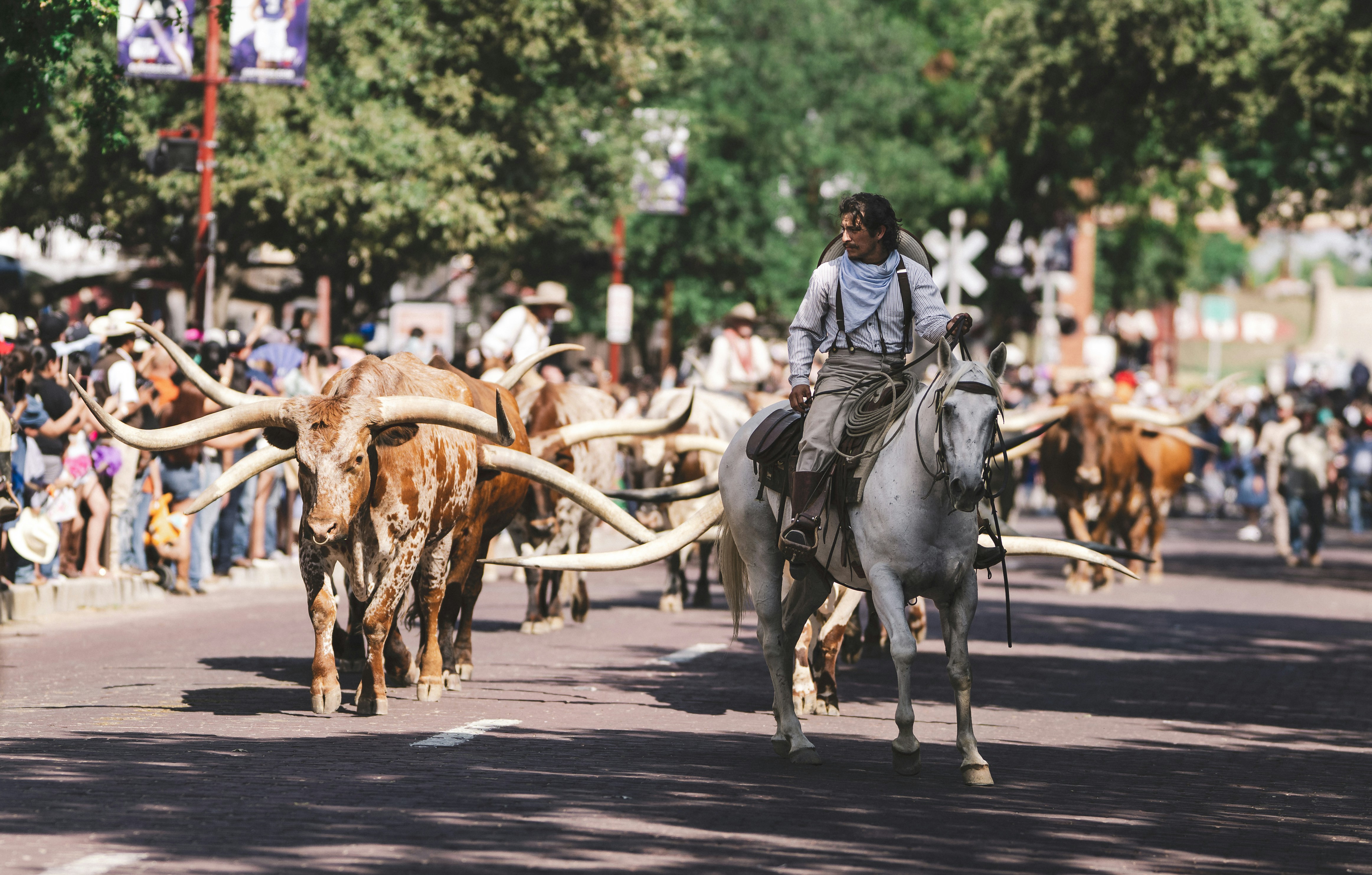 Man on horse leads longhorn cattle down street.