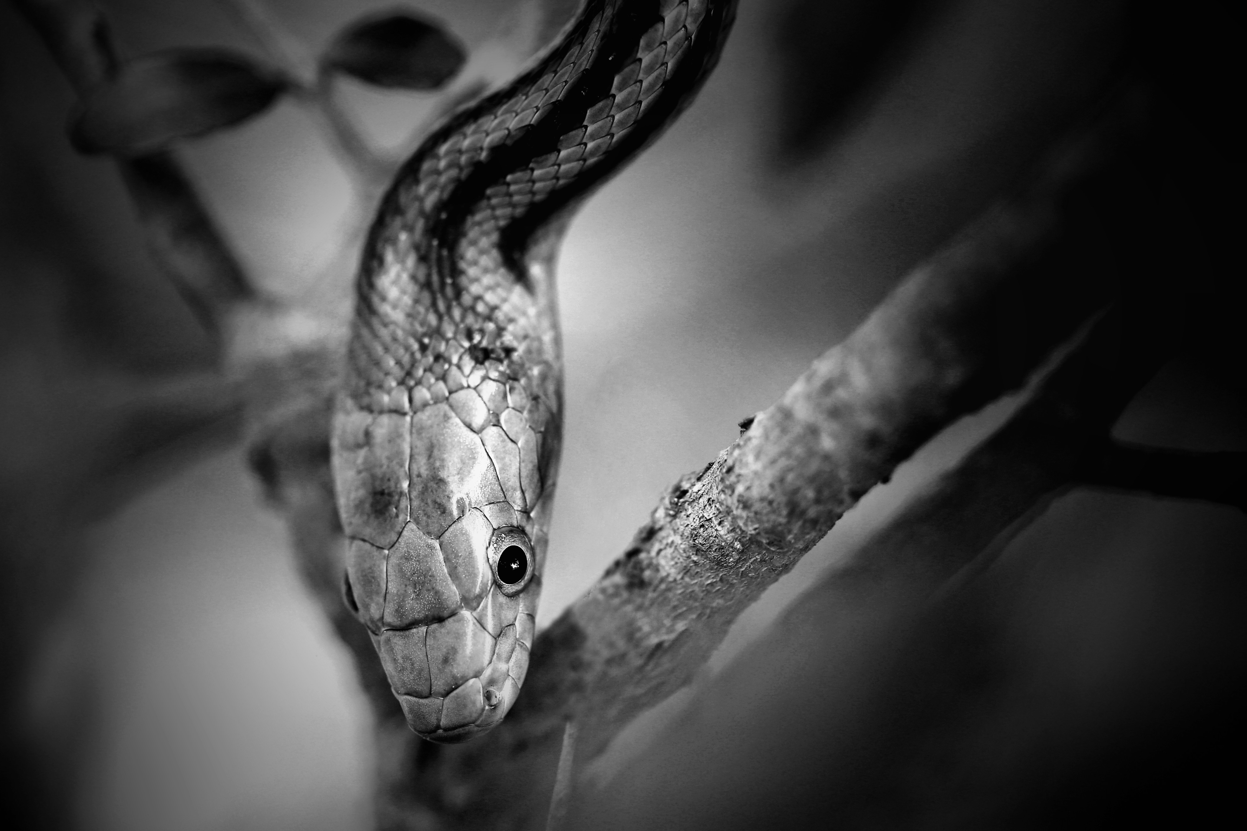 A close-up of a snake on a branch