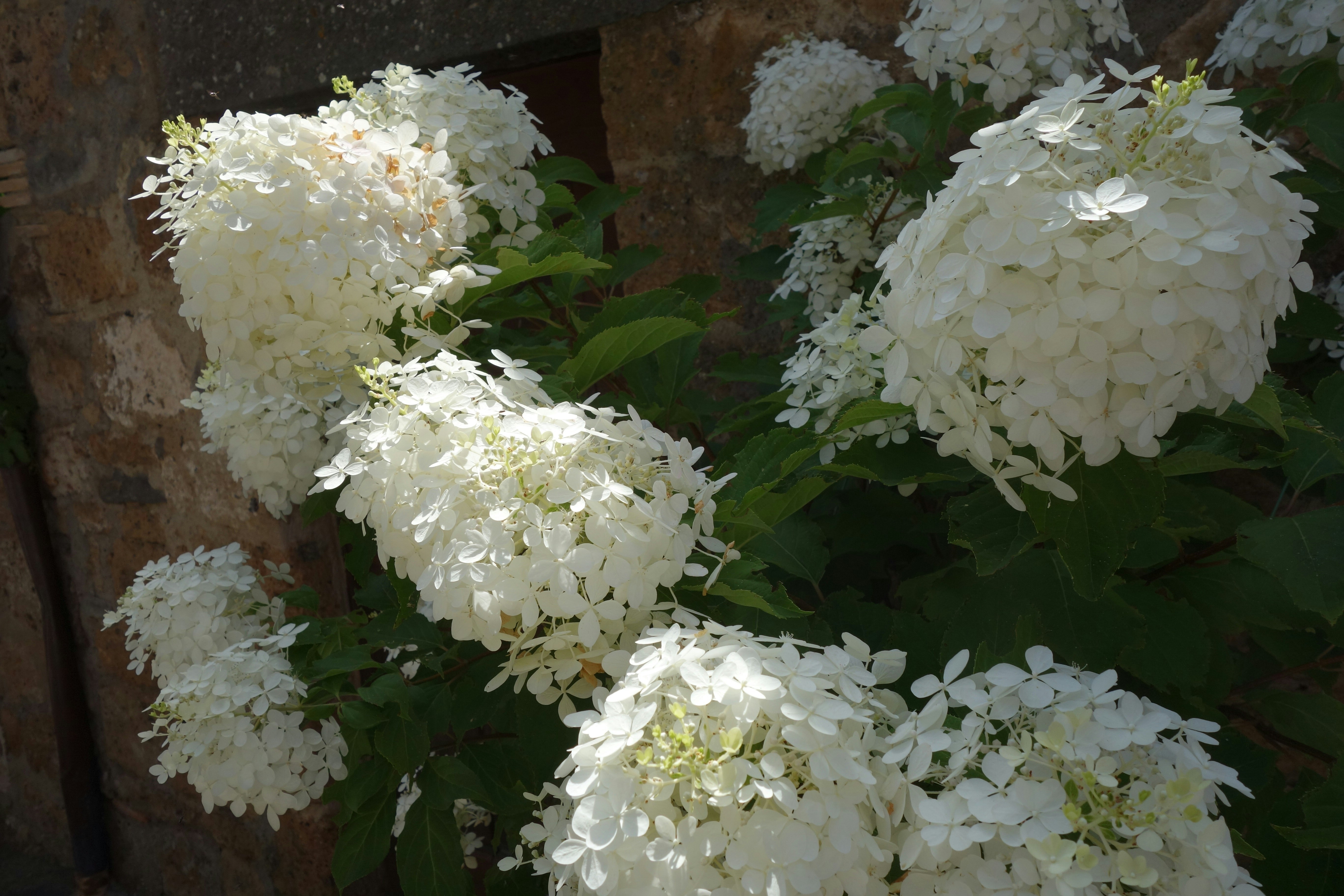 Aglomerado de hortênsias brancas com folhas verdes