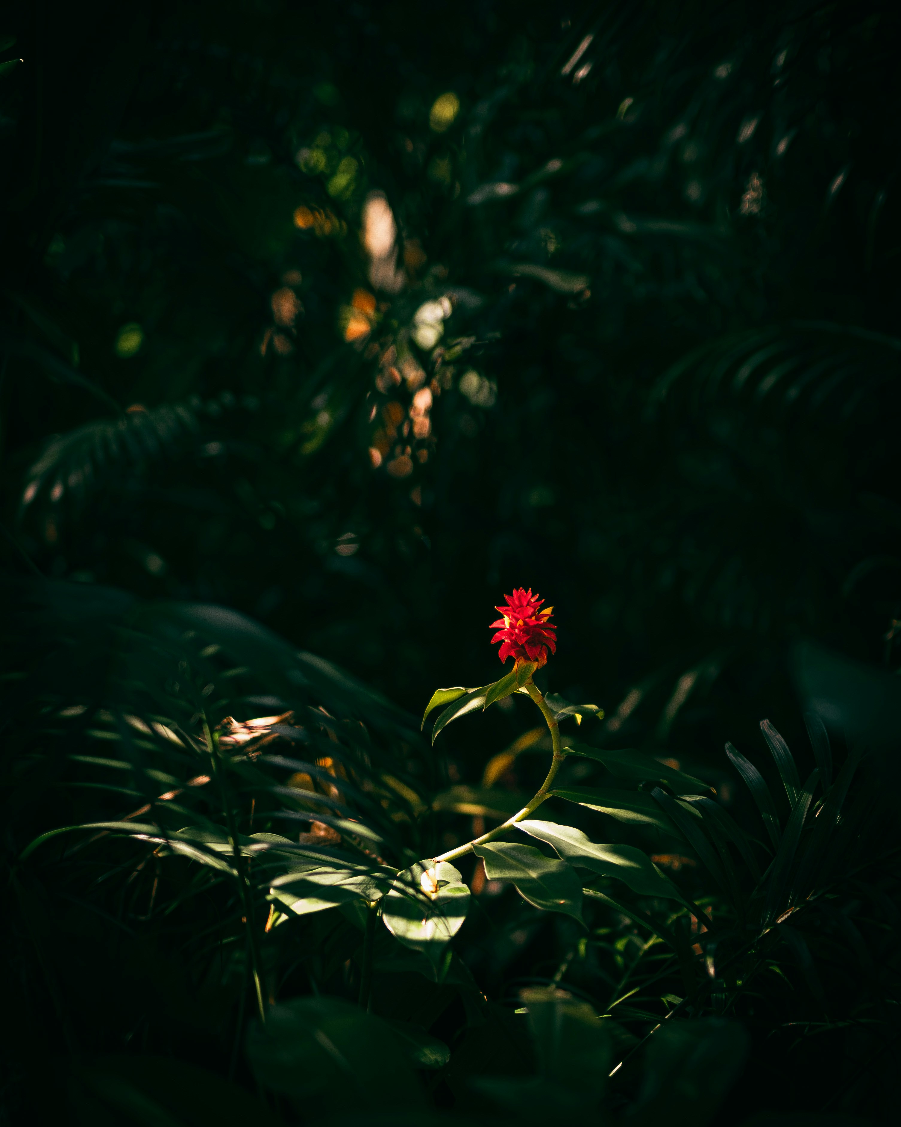 Photo by westcoastnoodle