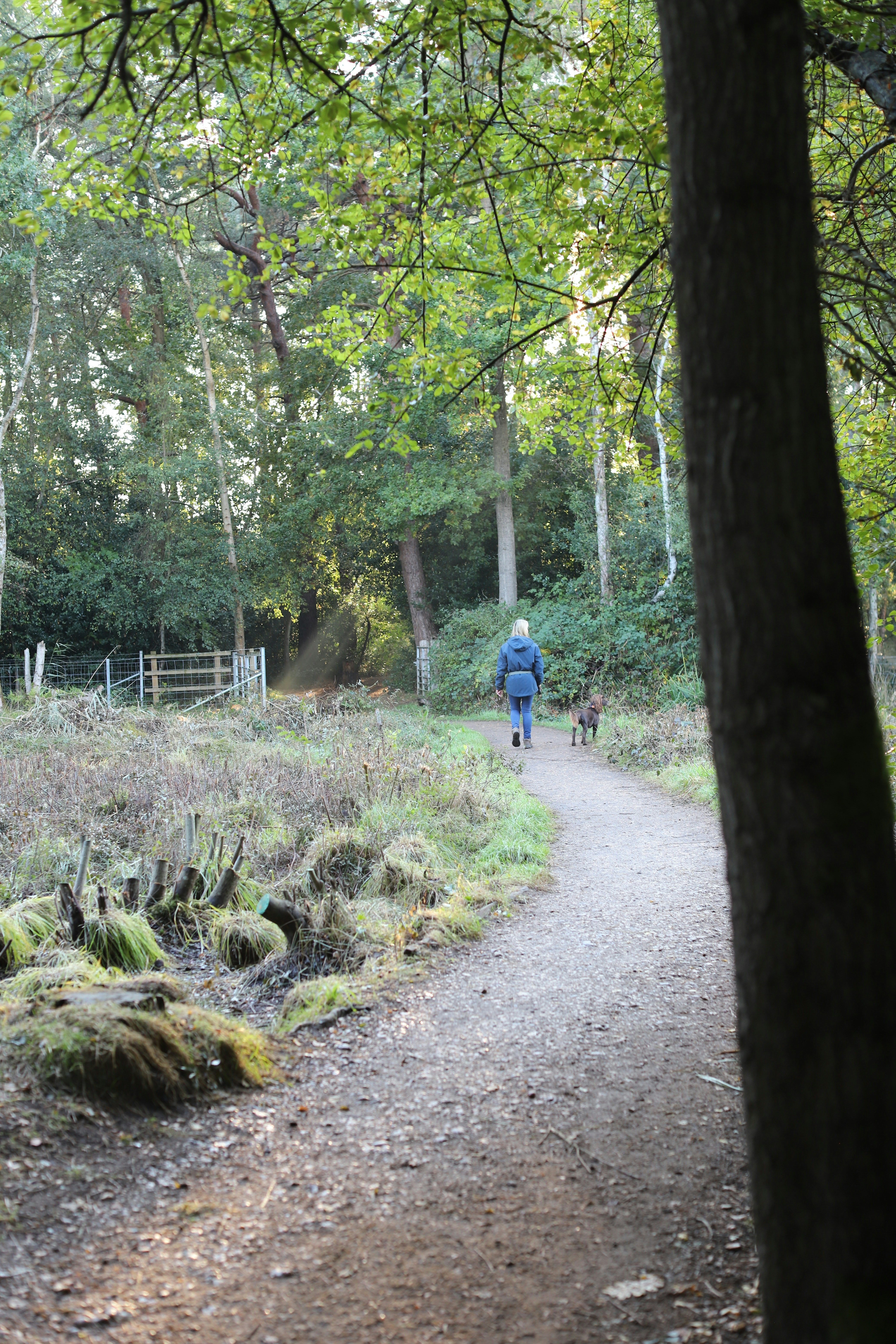Person, die mit Hund auf Pfad im Wald spazieren geht
