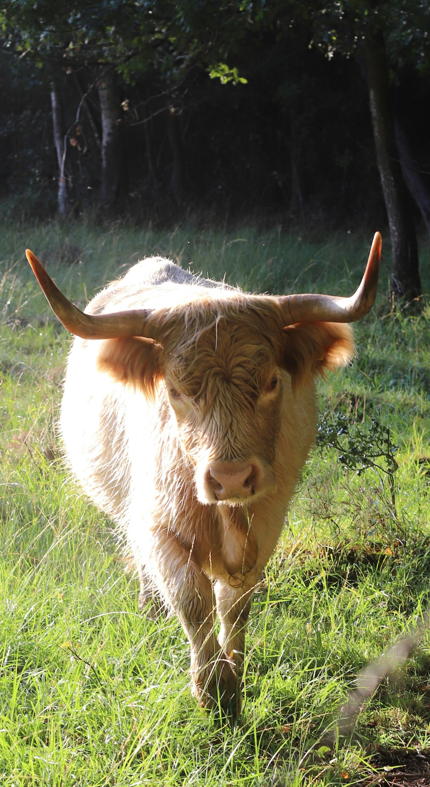 A shaggy highland cow walks through grassy field.