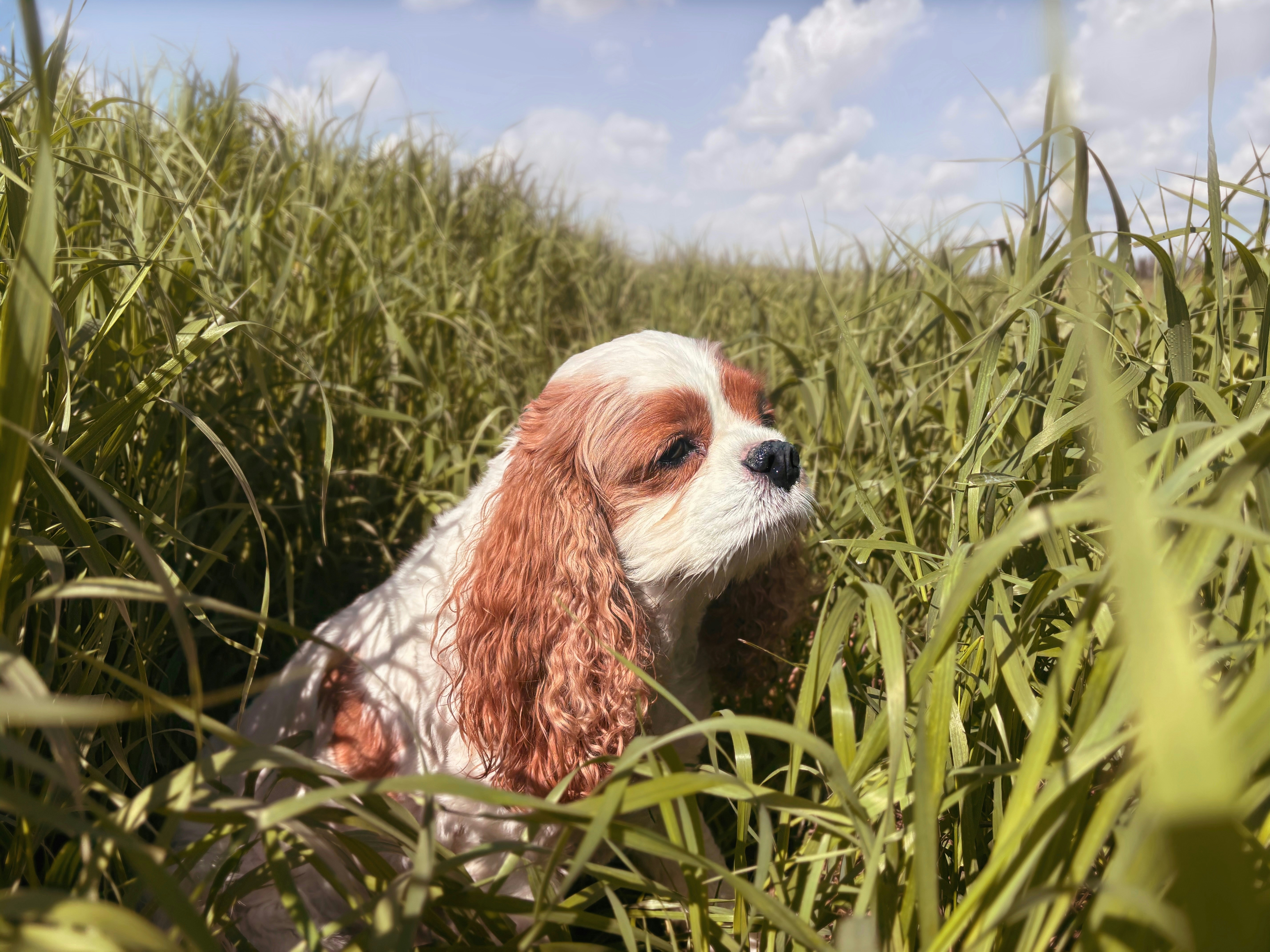 Cavalier King Charles