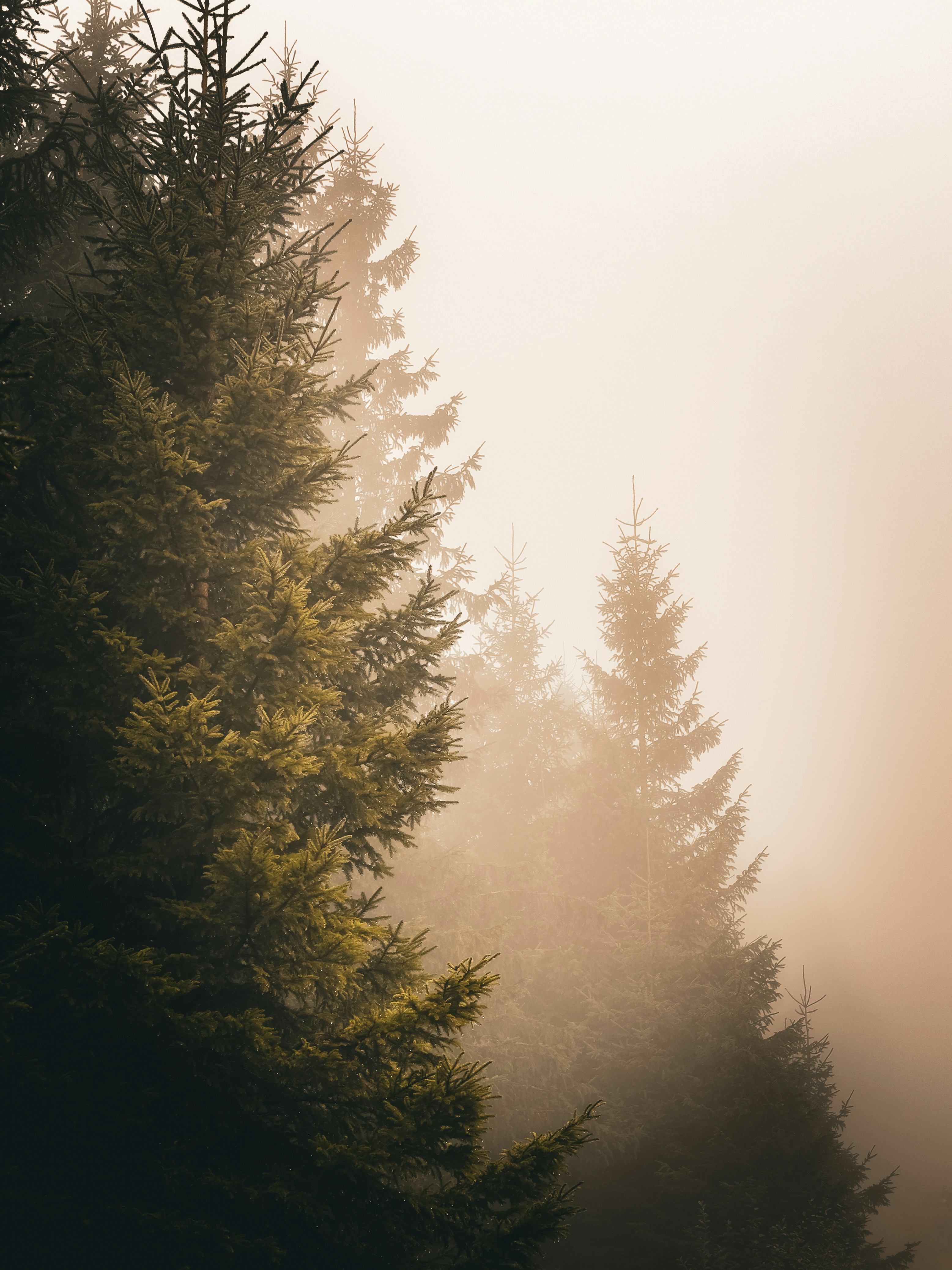 Nebliger immergrüner Wald mit Sonnenlicht, das durchdringt Foto –  Kostenloses Bild zum Thema Wald auf Unsplash, image size:3000x4000