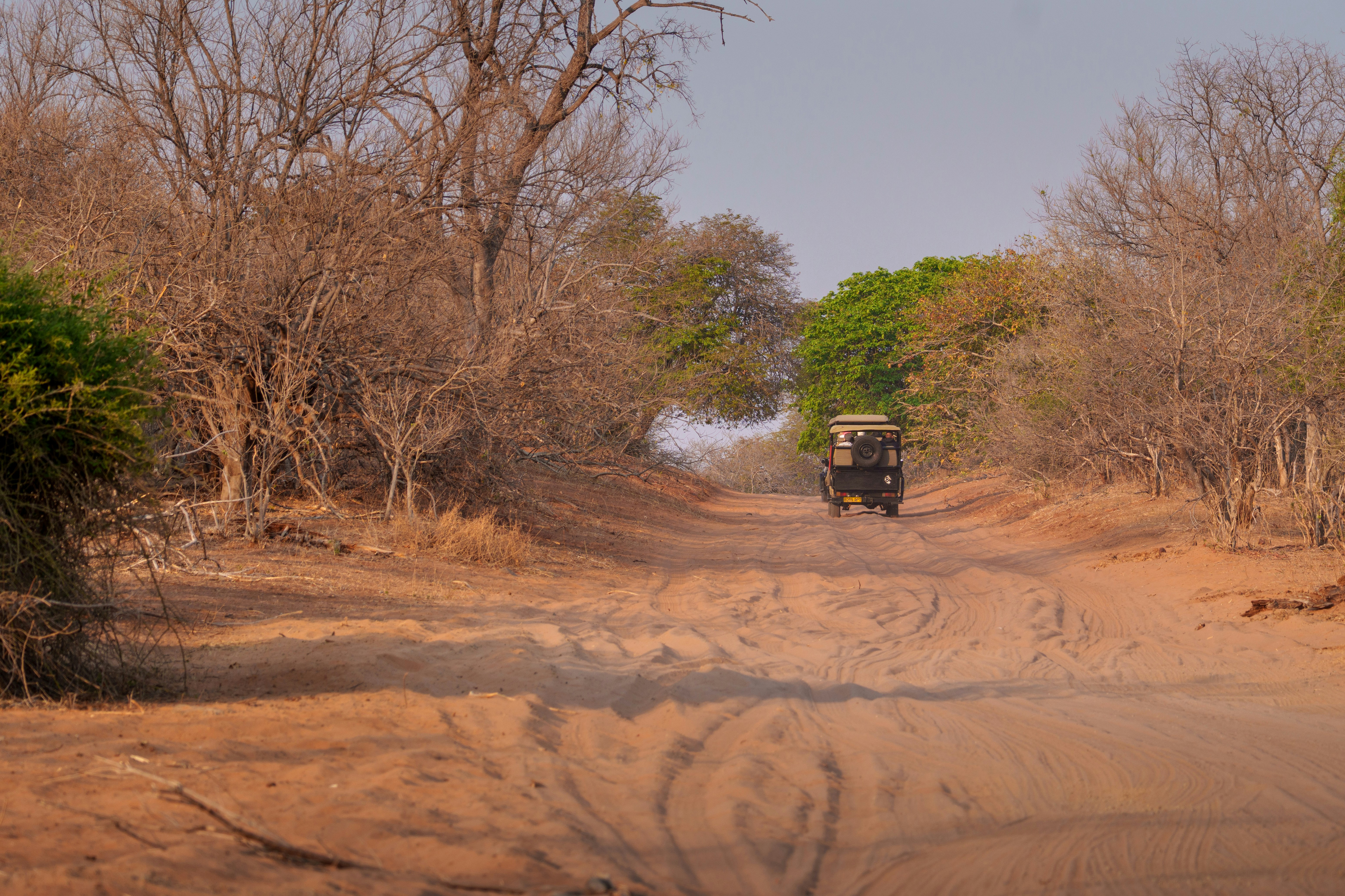 A jeep drives down a dusty dirt road through trees.