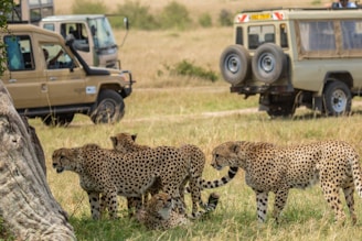 Cheetahs walk near safari vehicles in grassy savanna