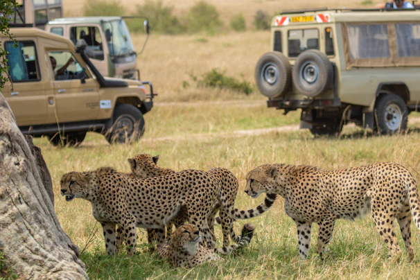 Cheetahs walk near safari vehicles in grassy savanna