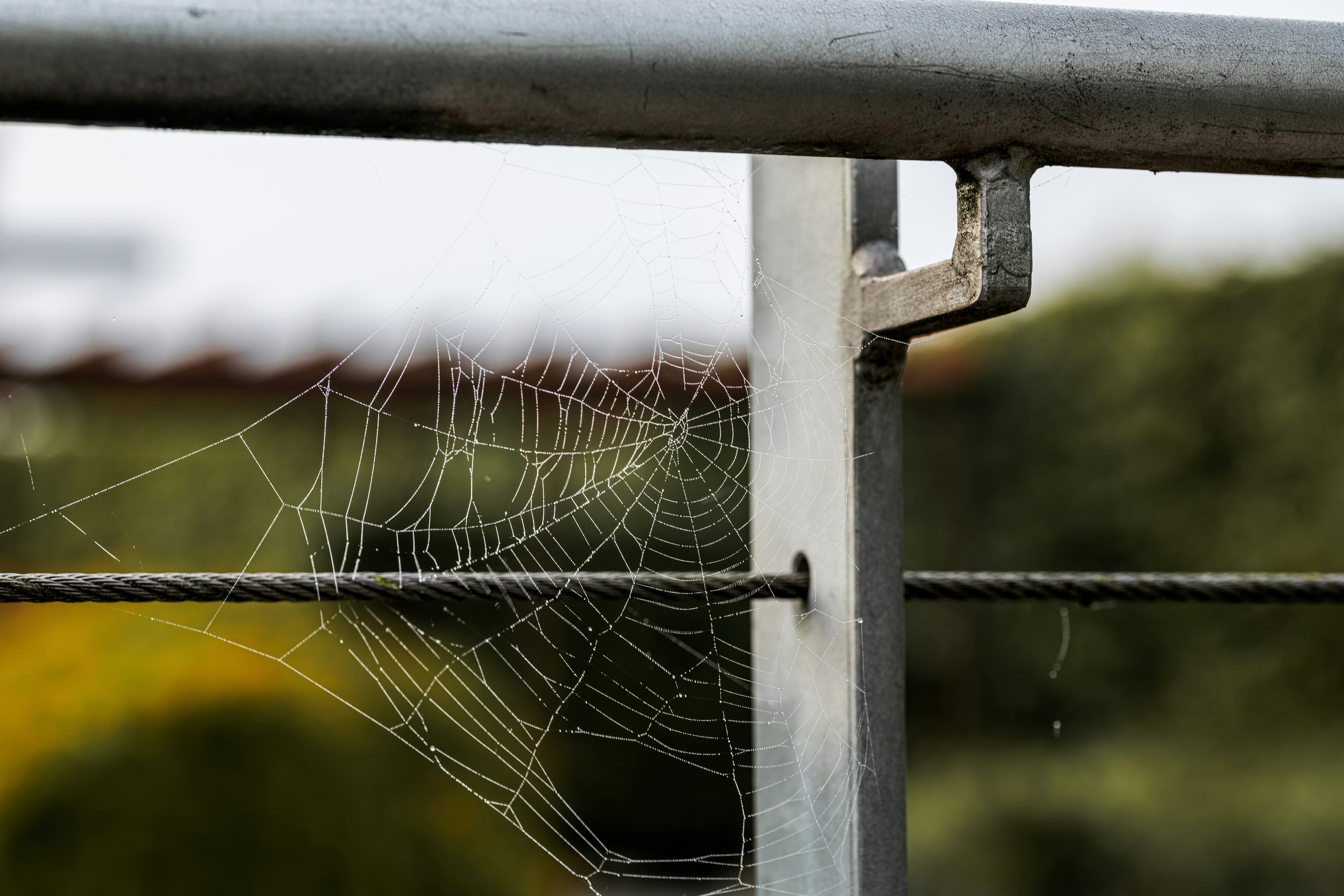 Dew drops on a spider web attached to metal railing. photo – Free ...