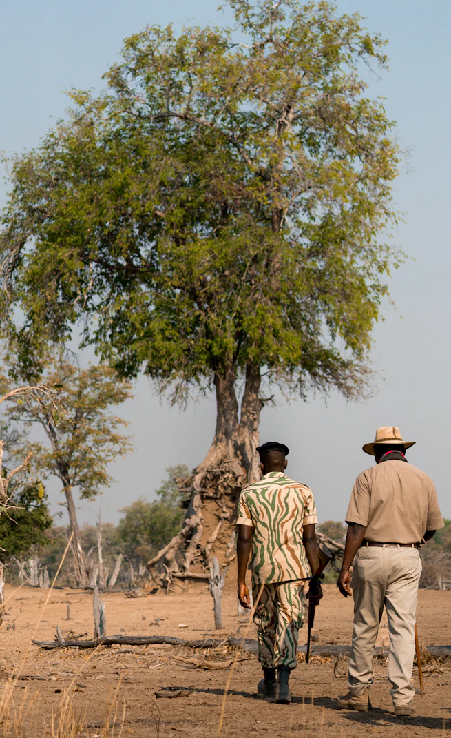 Guided walking safari through African bush