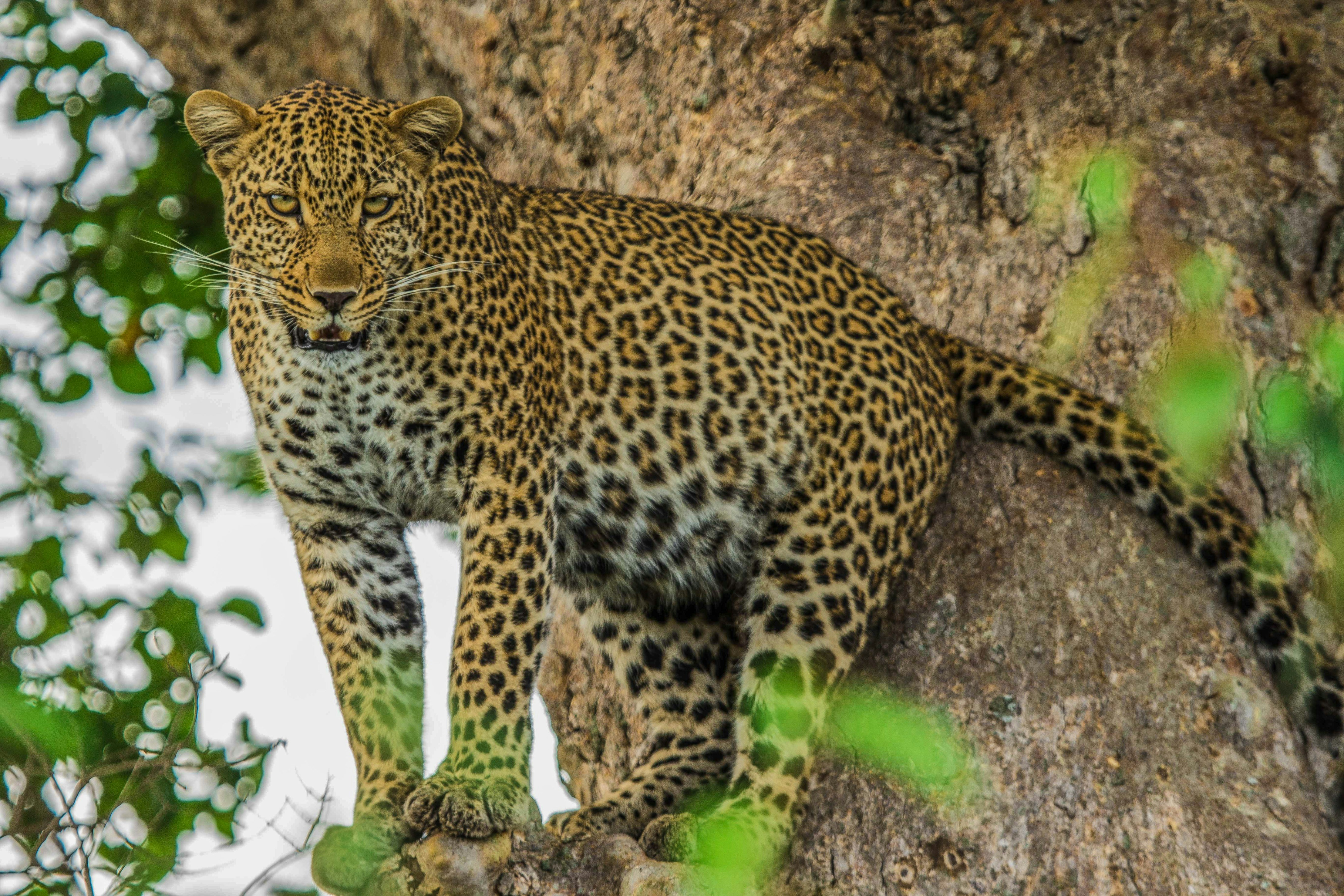 Photo by meektrails_safaris