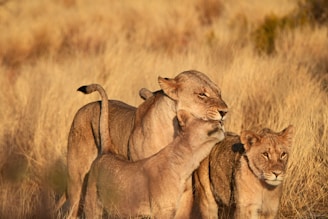 Three lions stand together in tall, dry grass.