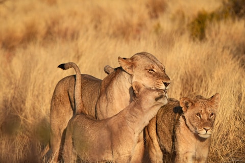 Three lions stand together in tall, dry grass.