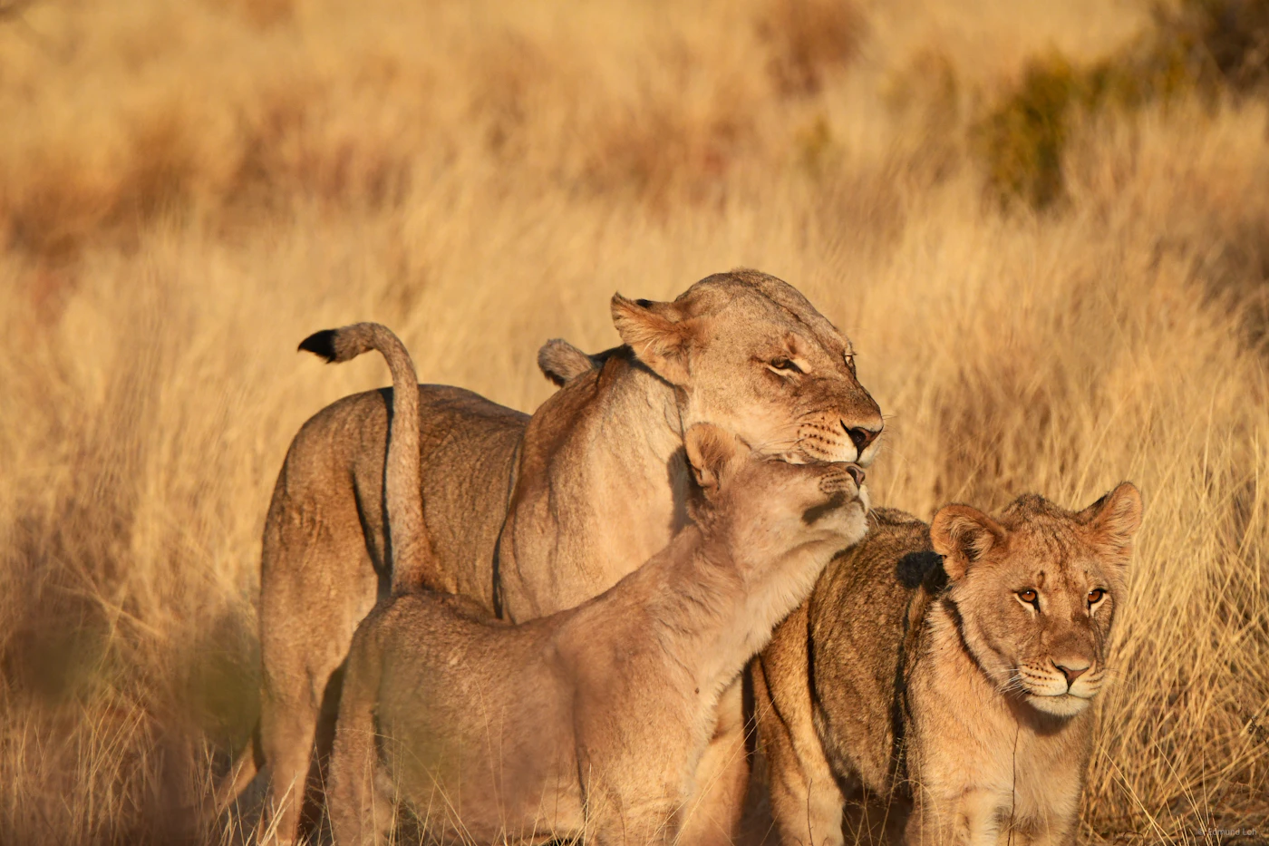 Three lions holding ground together in the tall, dry grass