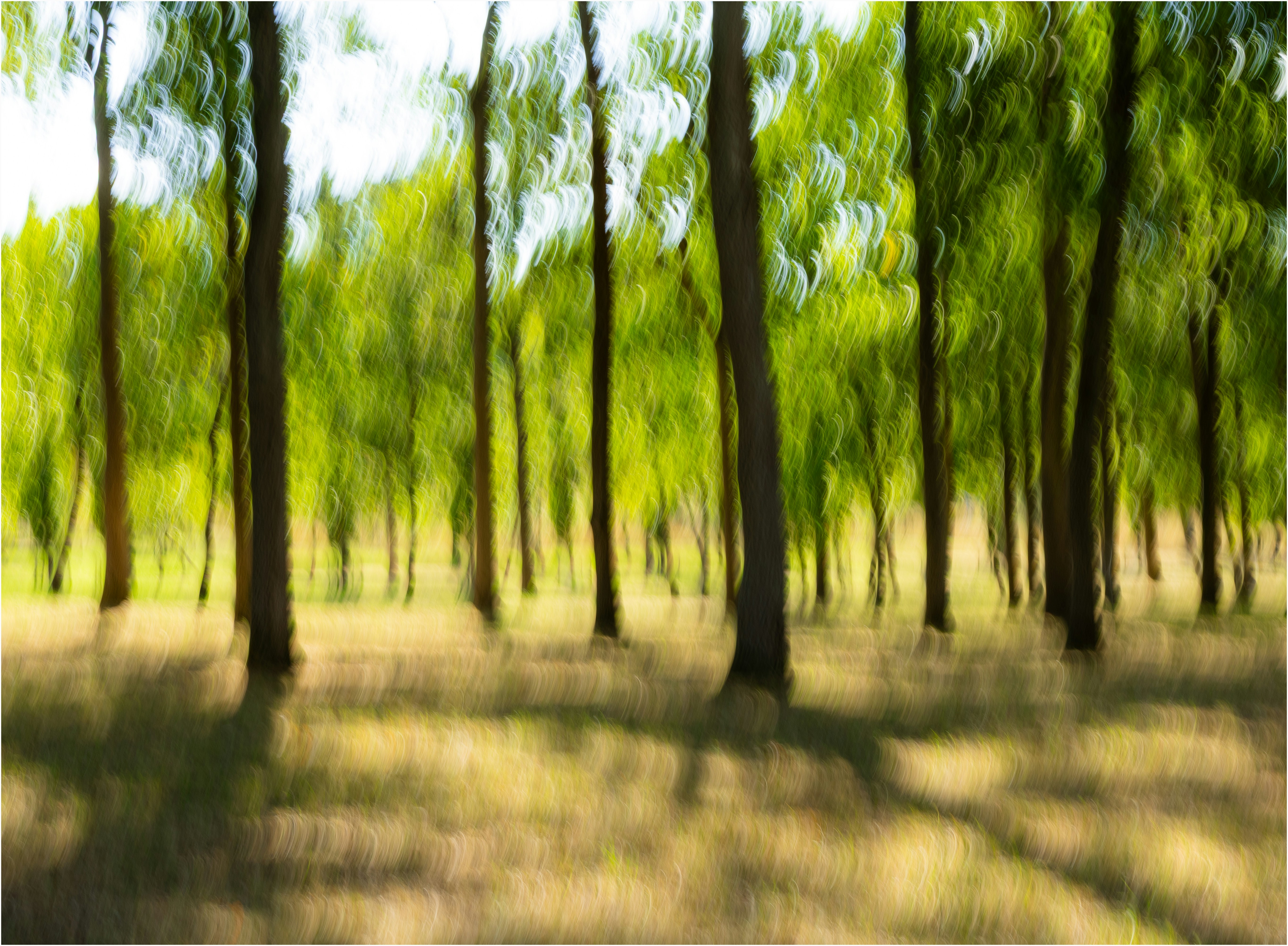 Blurry trees in a sunlit forest with dappled shadows.