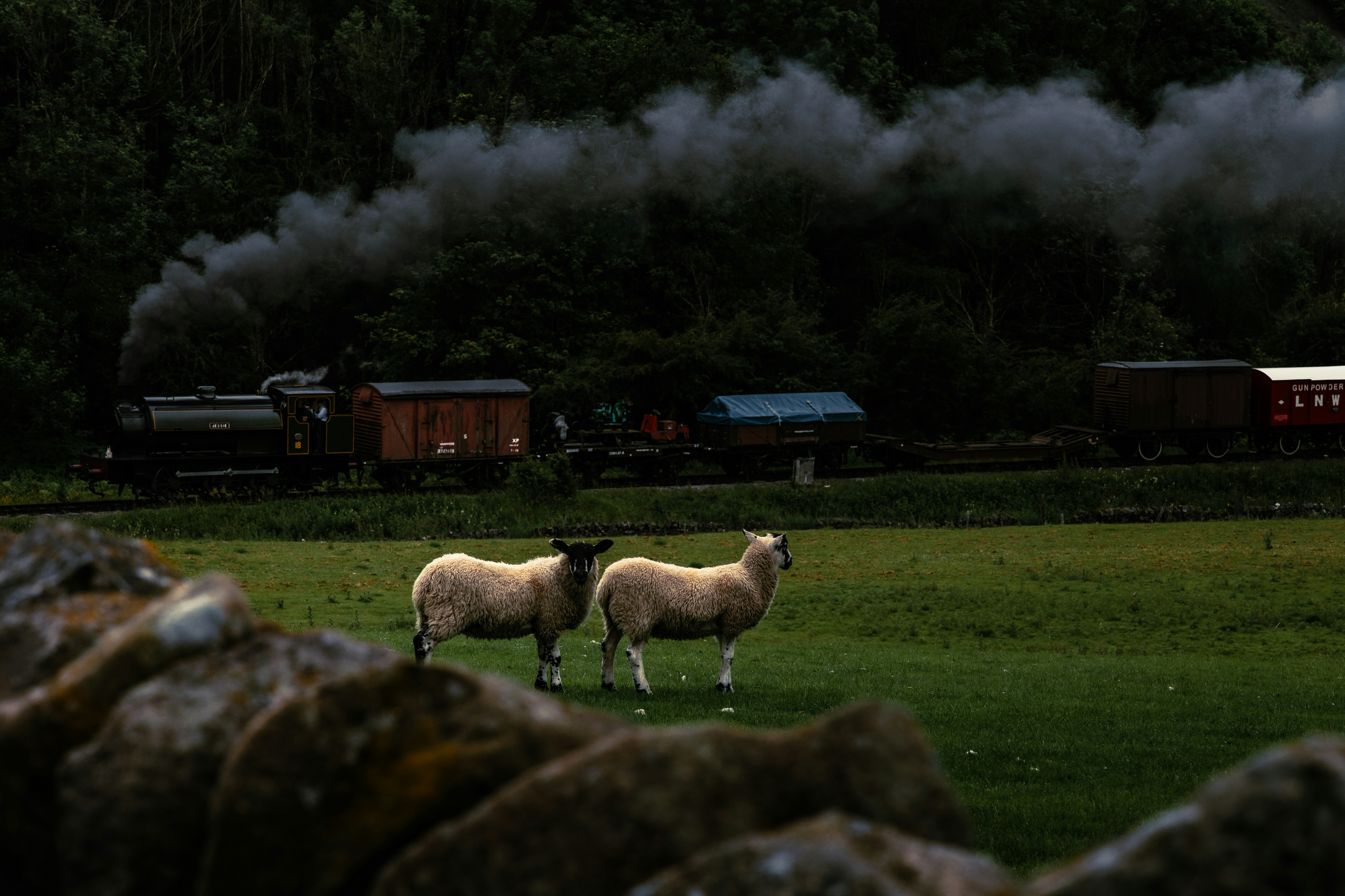 Steam train passes sheep in a green field.