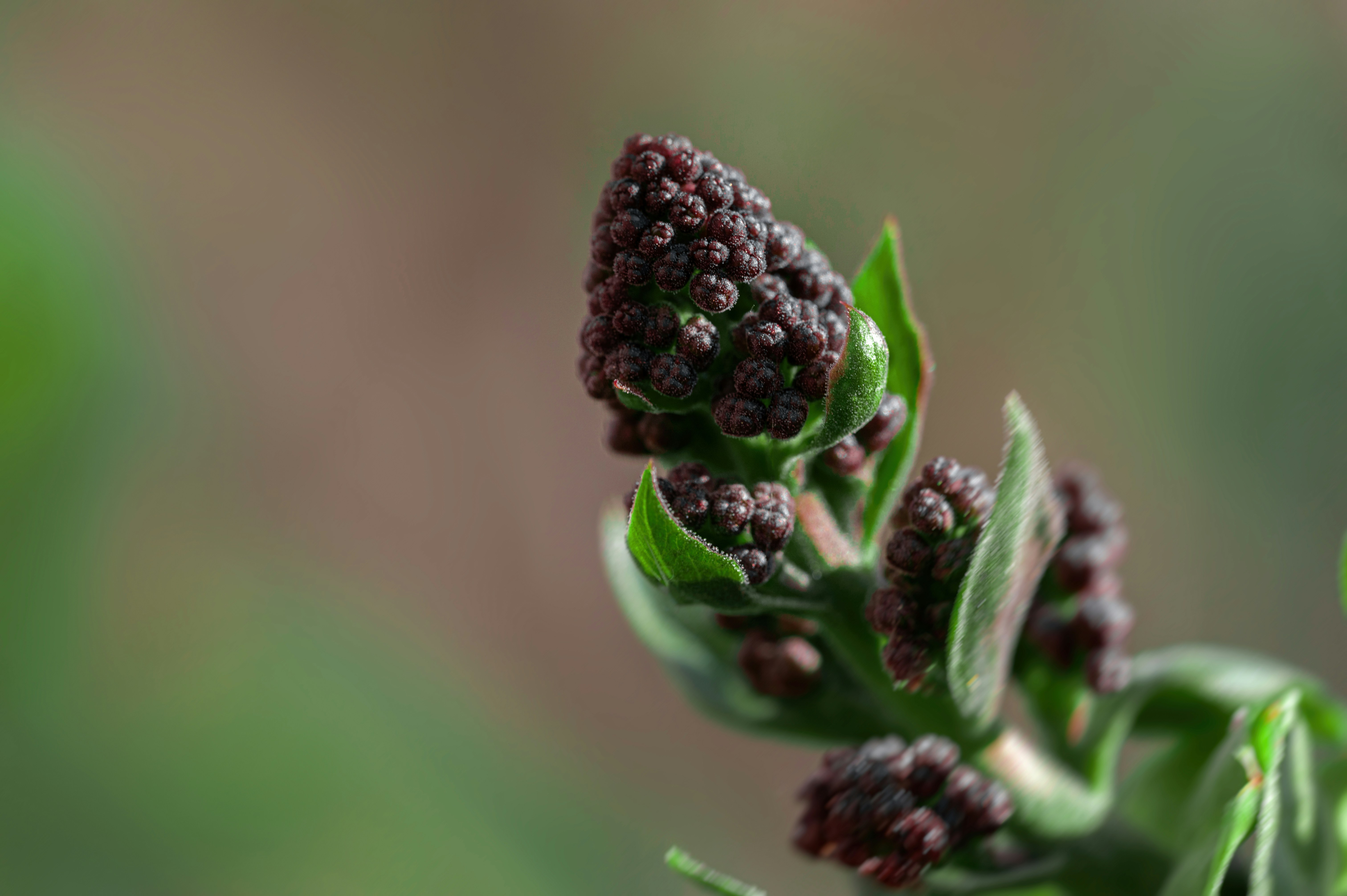 Photo by volodymyr_leush