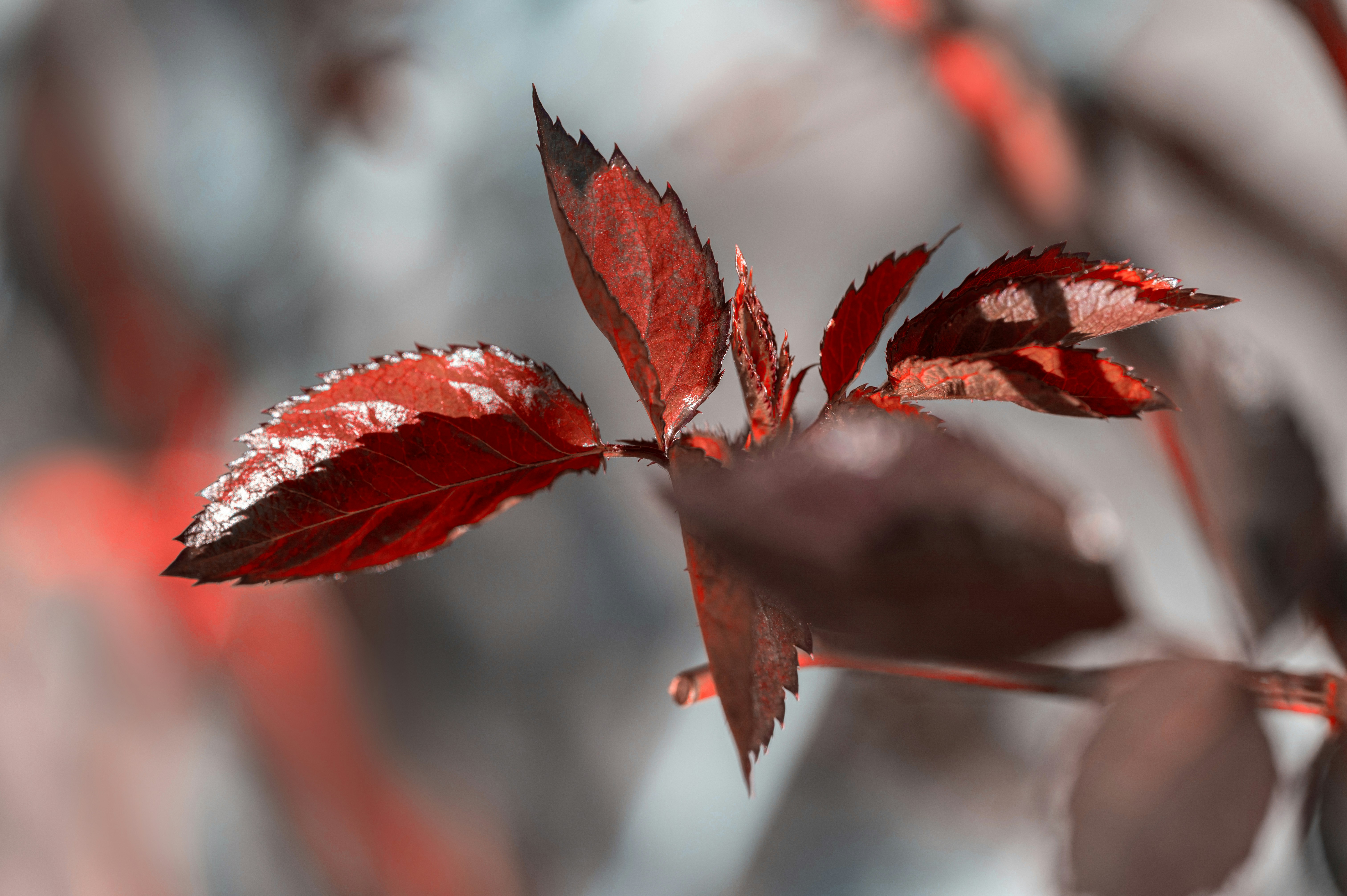 Photo by volodymyr_leush