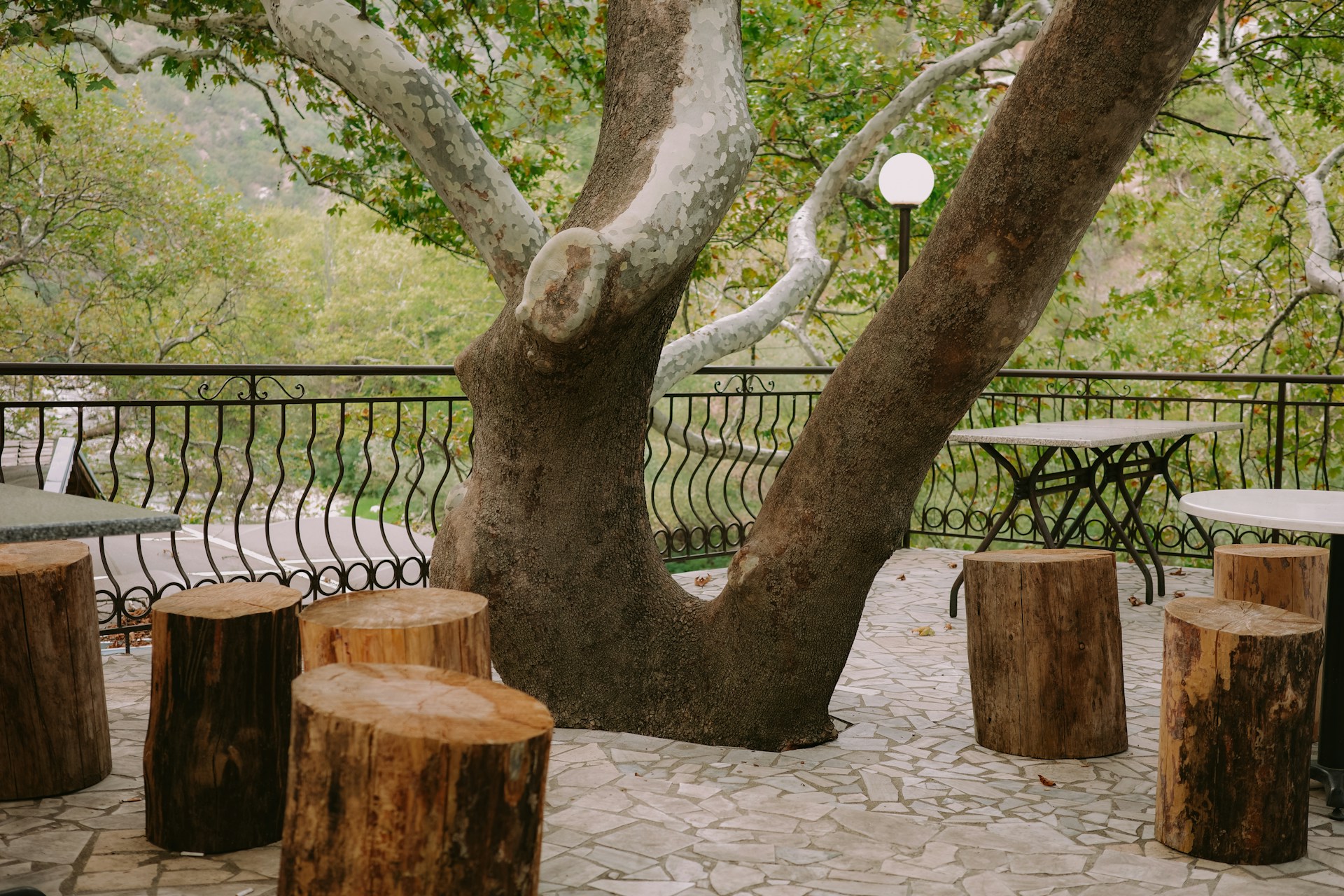Large tree with log seats and outdoor tables