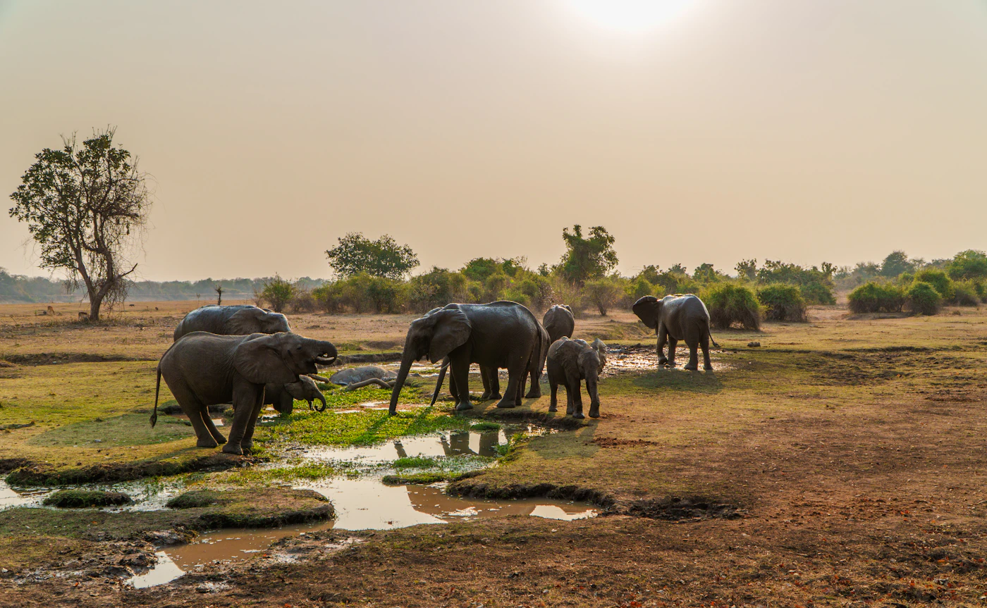 Elephants drinking from a muddy waterhole, seen from ground level