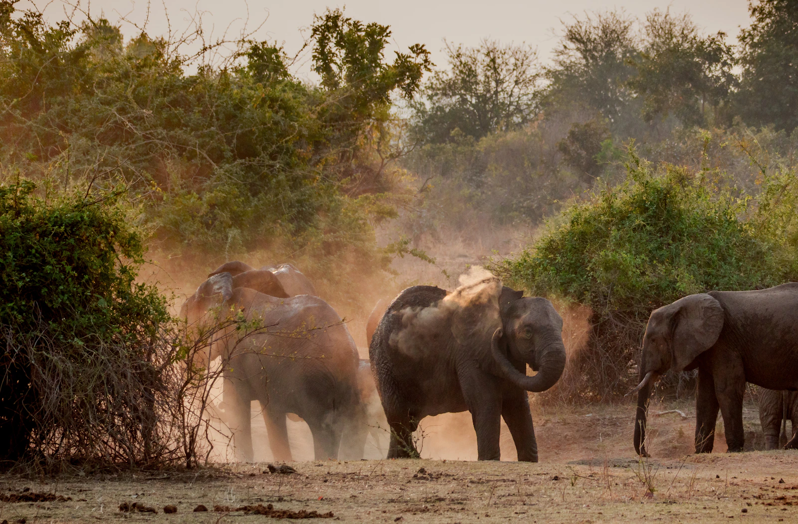 The Big Five, As a Family