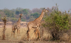 Two giraffes stand in a dry grassy field.