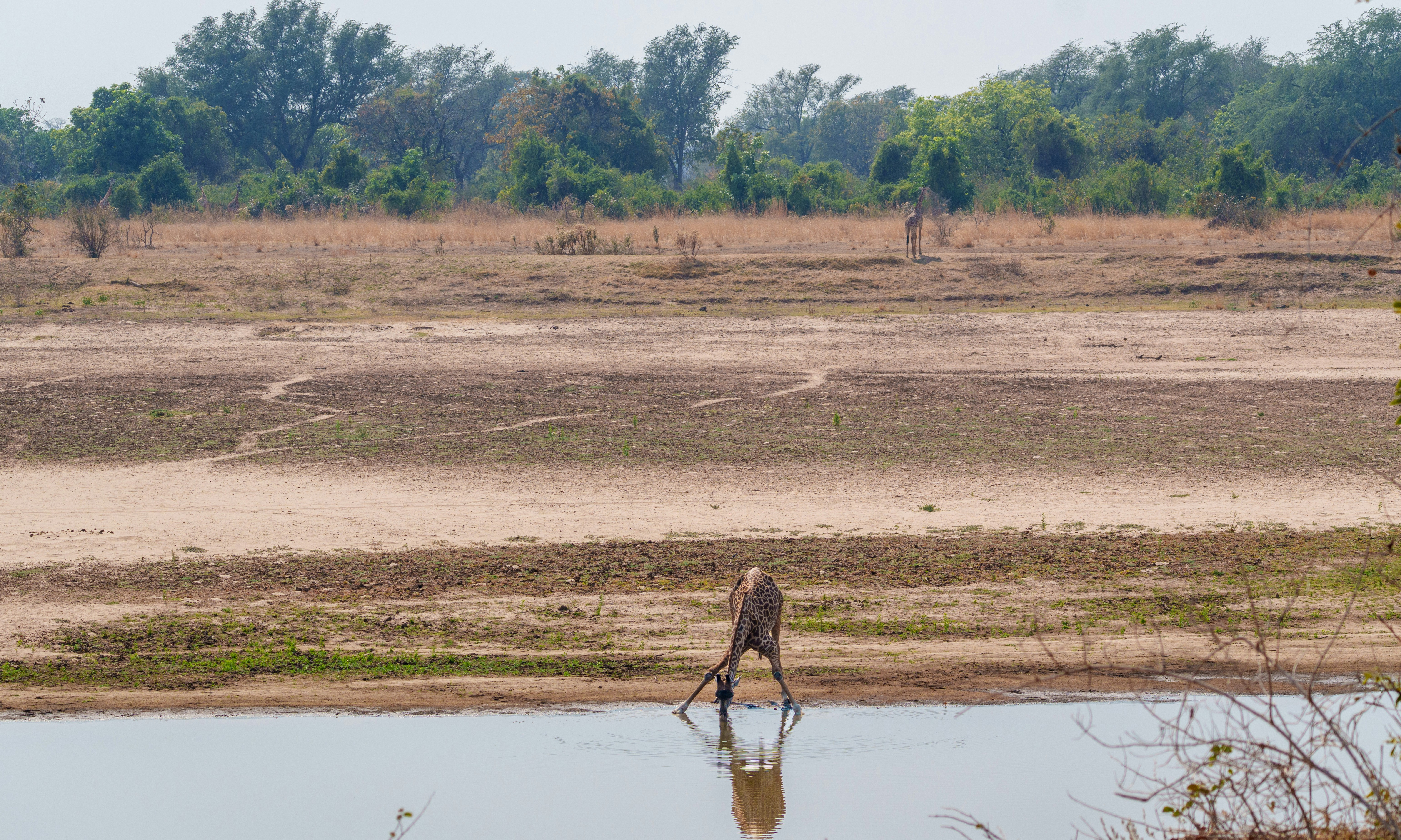 Giraffe drinking water from a riverbank