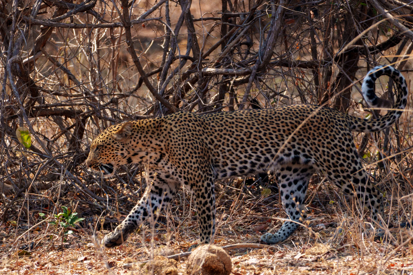 Royal Malewane: Big Five Safari with Africa's Top Trackers