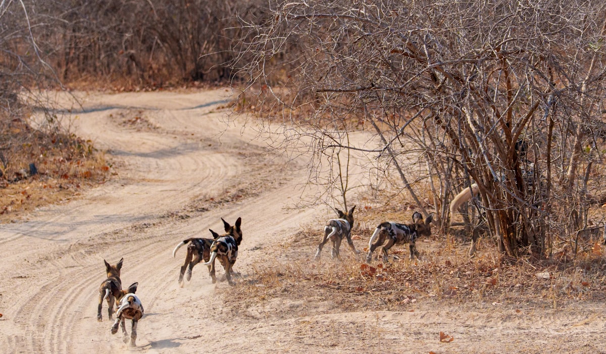 Nyerere National Park (formerly Selous)