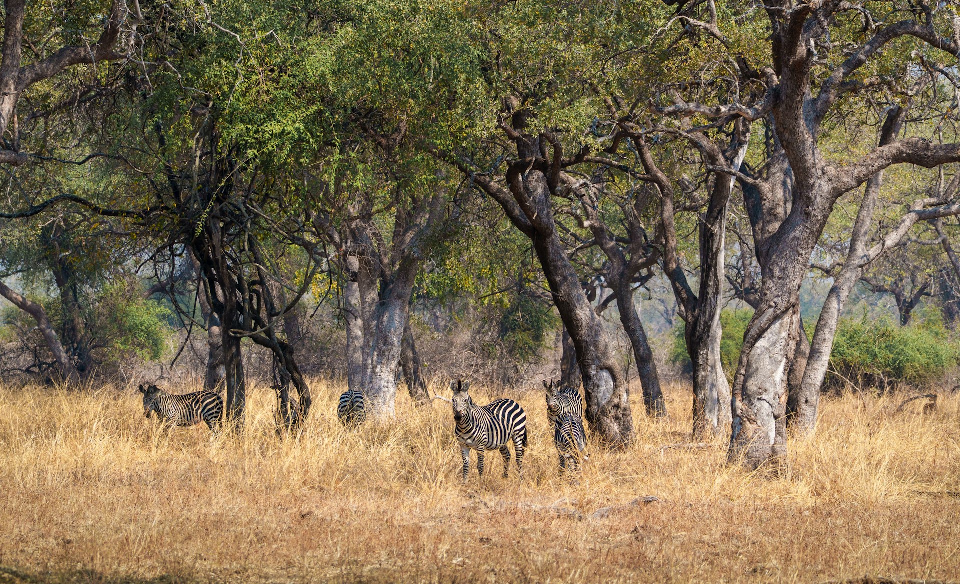 Great Parks of Zambia