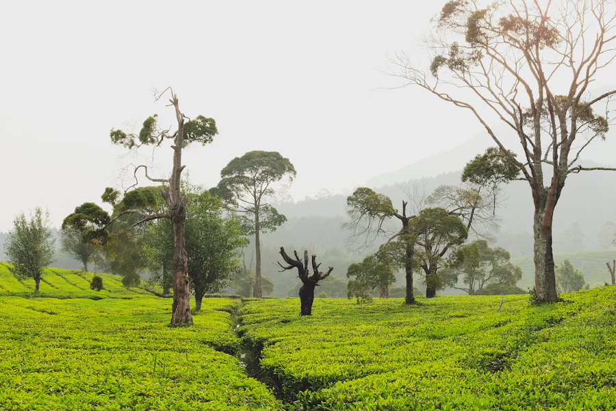 Green tea plantation in the West Java highlands