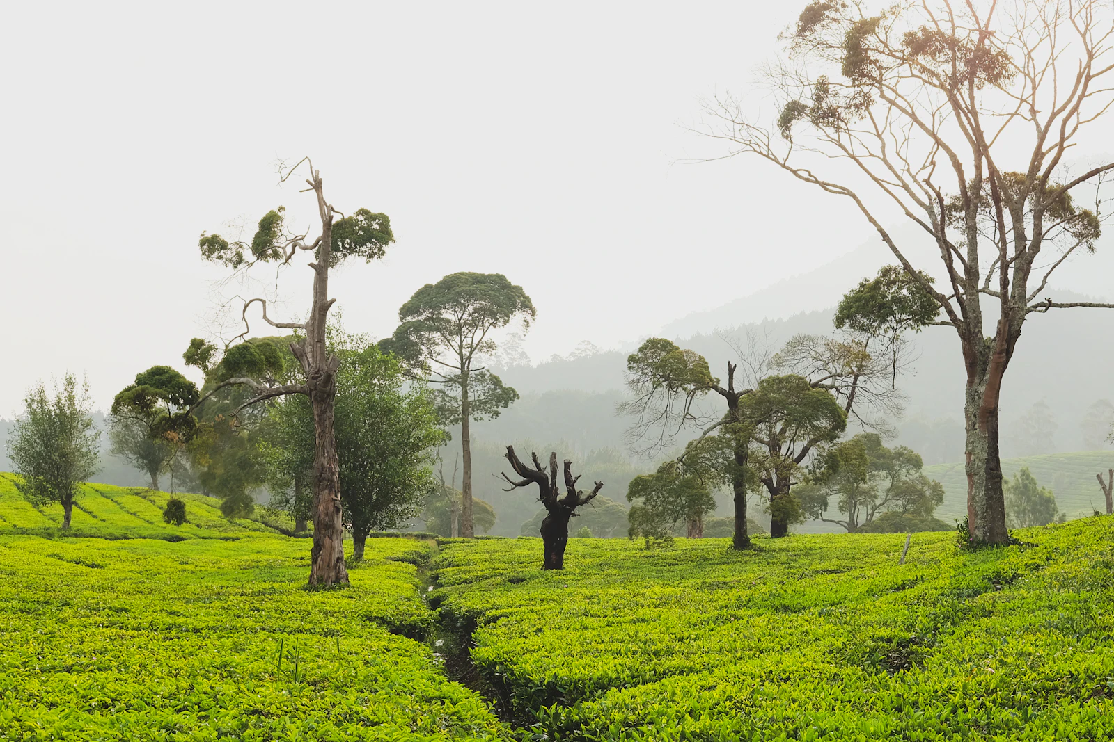 Hamparan kebun teh hijau di kawasan Lembang, Bandung yang sejuk dan ramah anak
