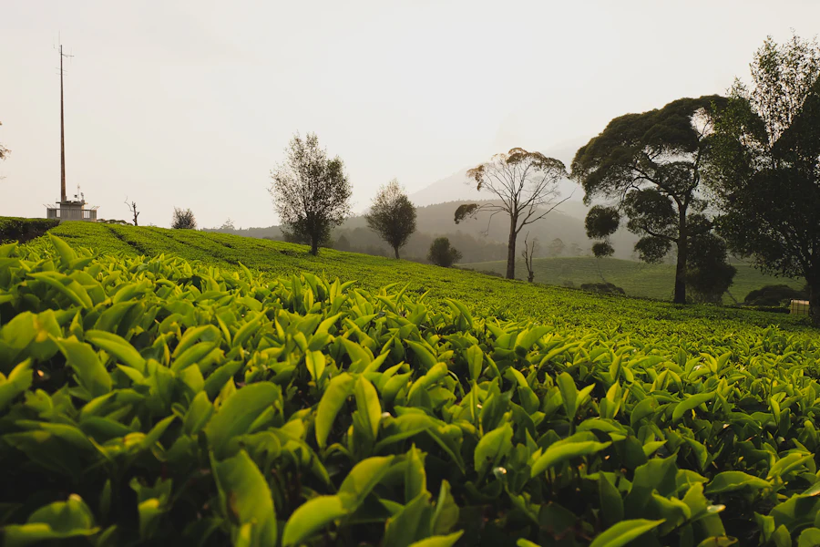 Tea plantation