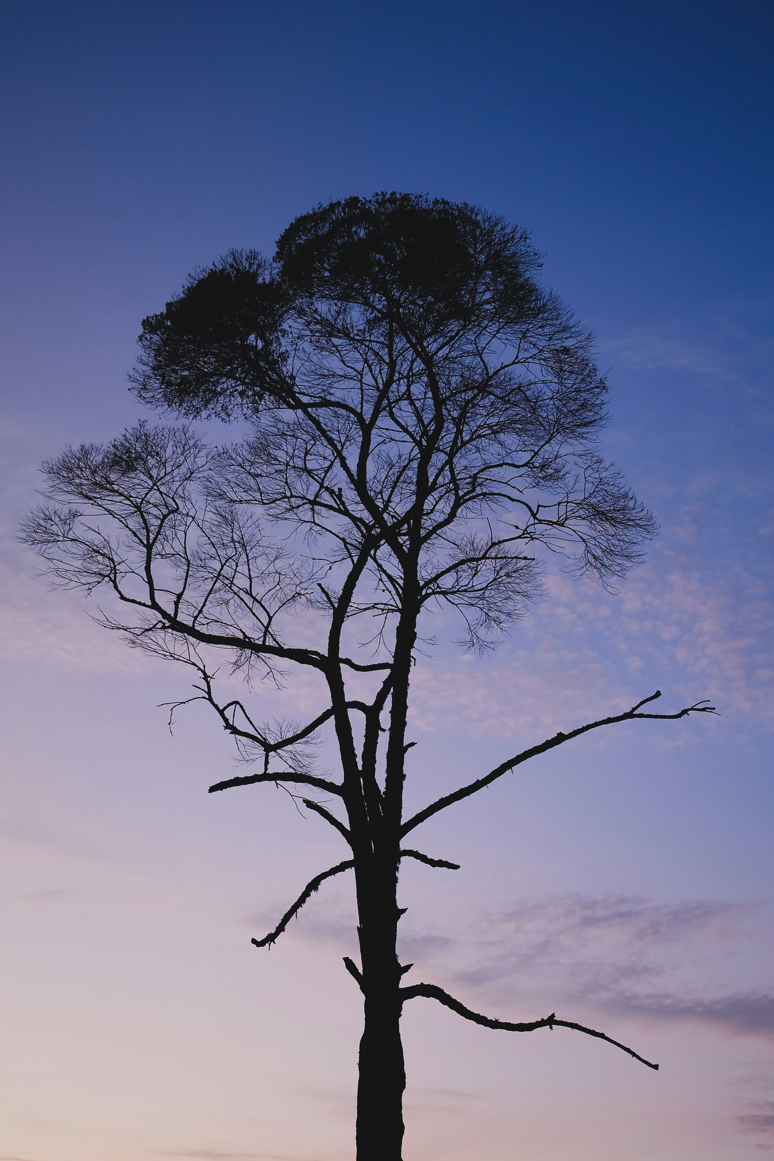 Silhouette of a bare tree against a twilight sky