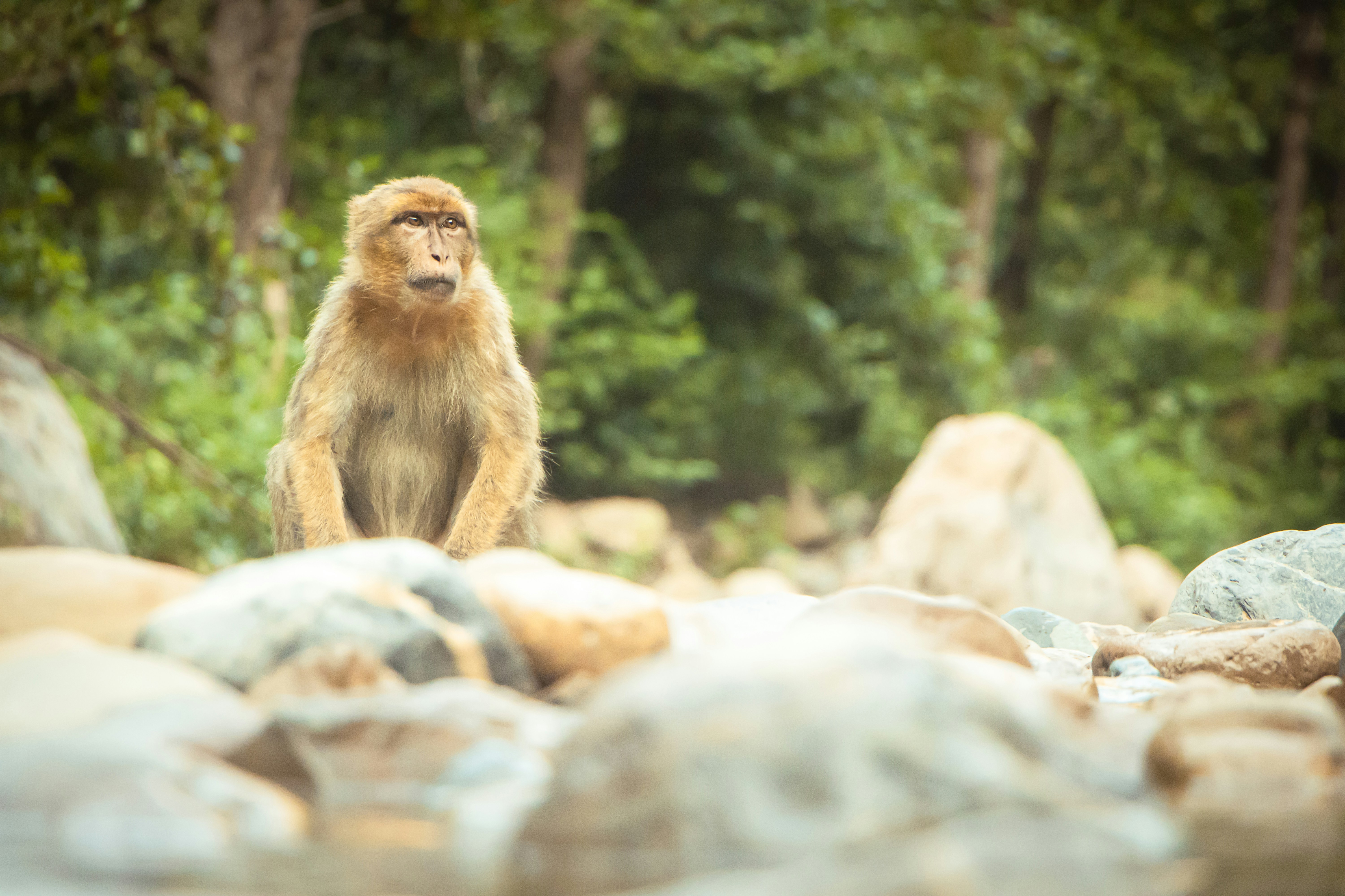 A monkey sitting on rocks in a forest.