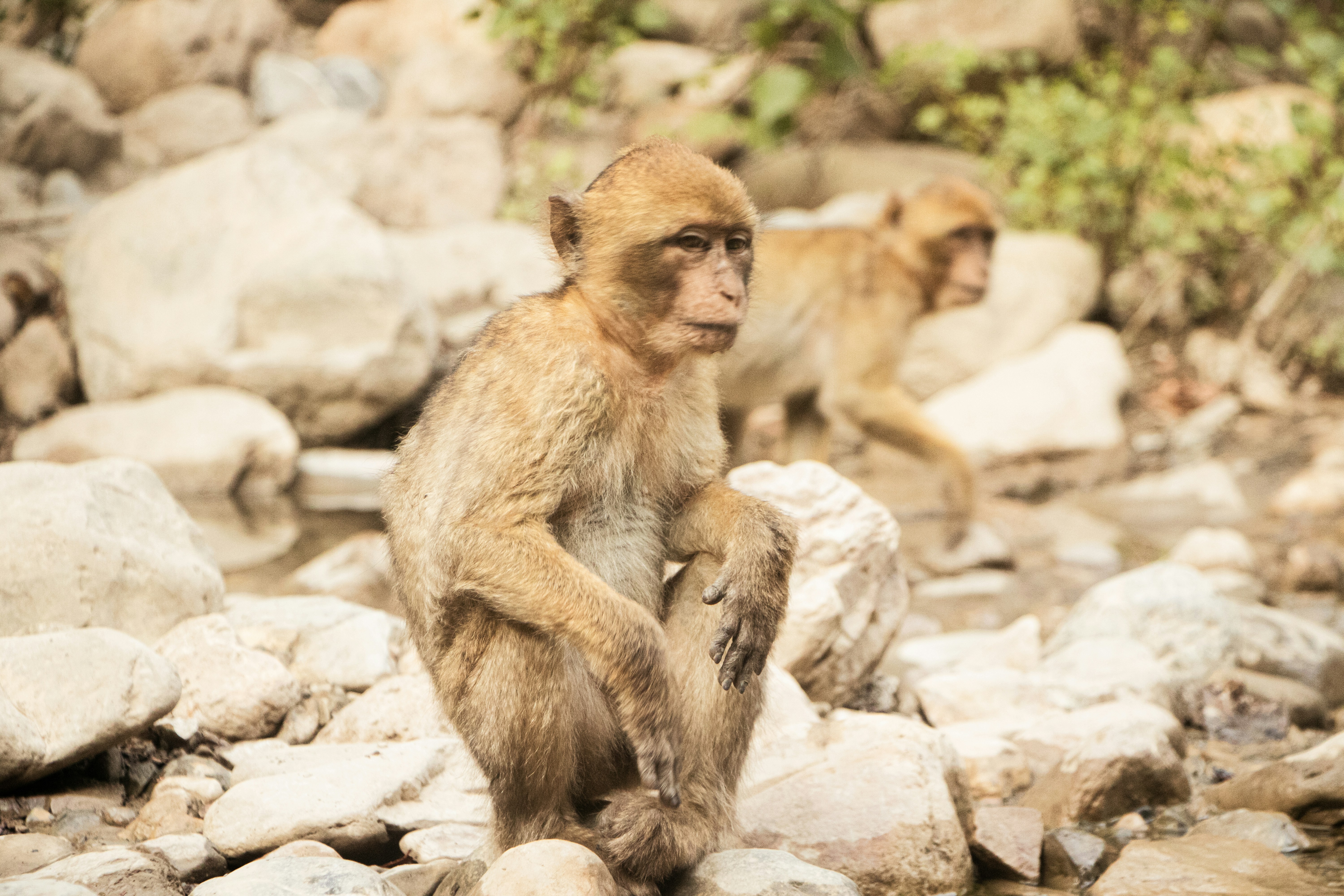 Two monkeys sitting on rocks near water.