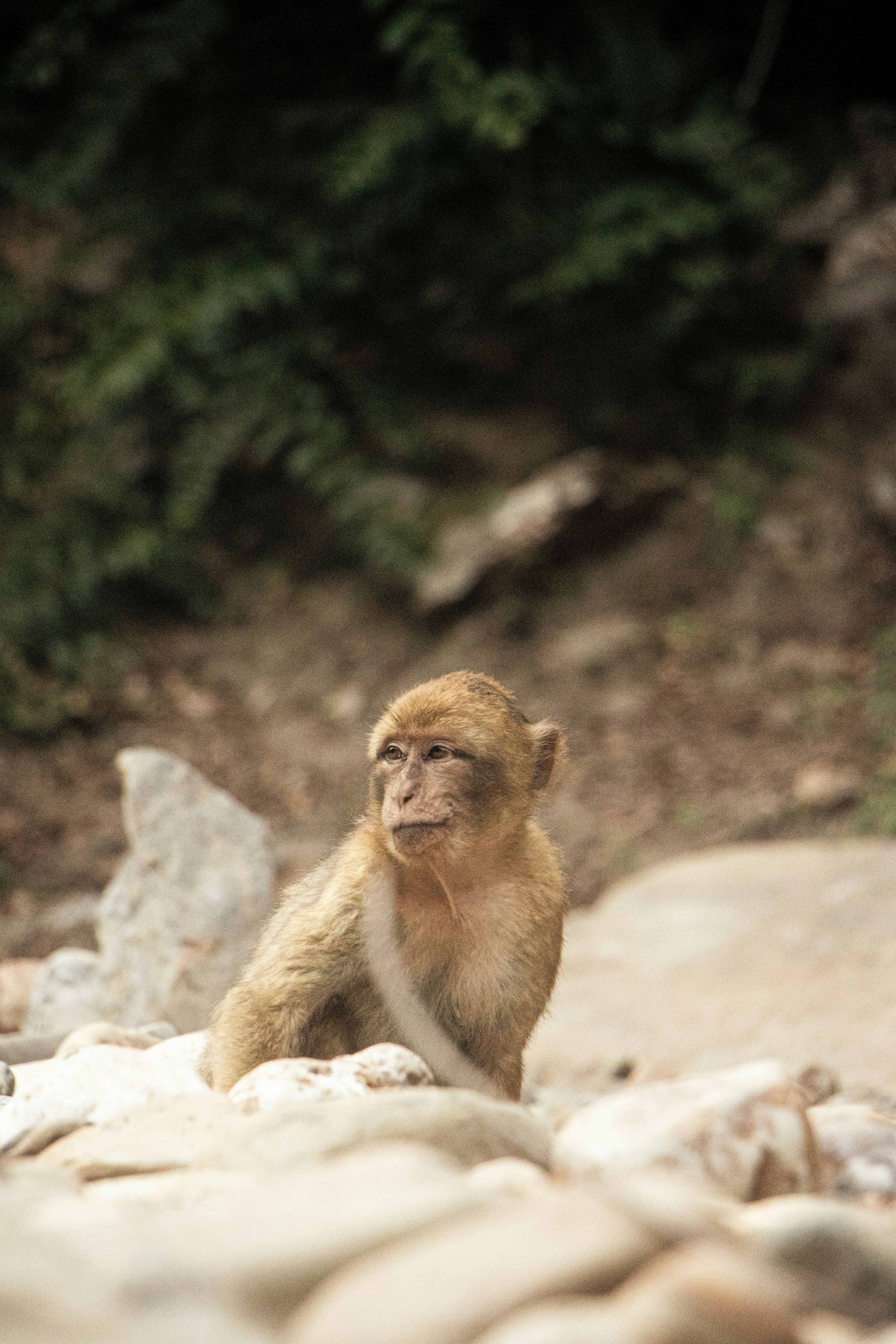 A barbary macaque sits on rocks in a forest.