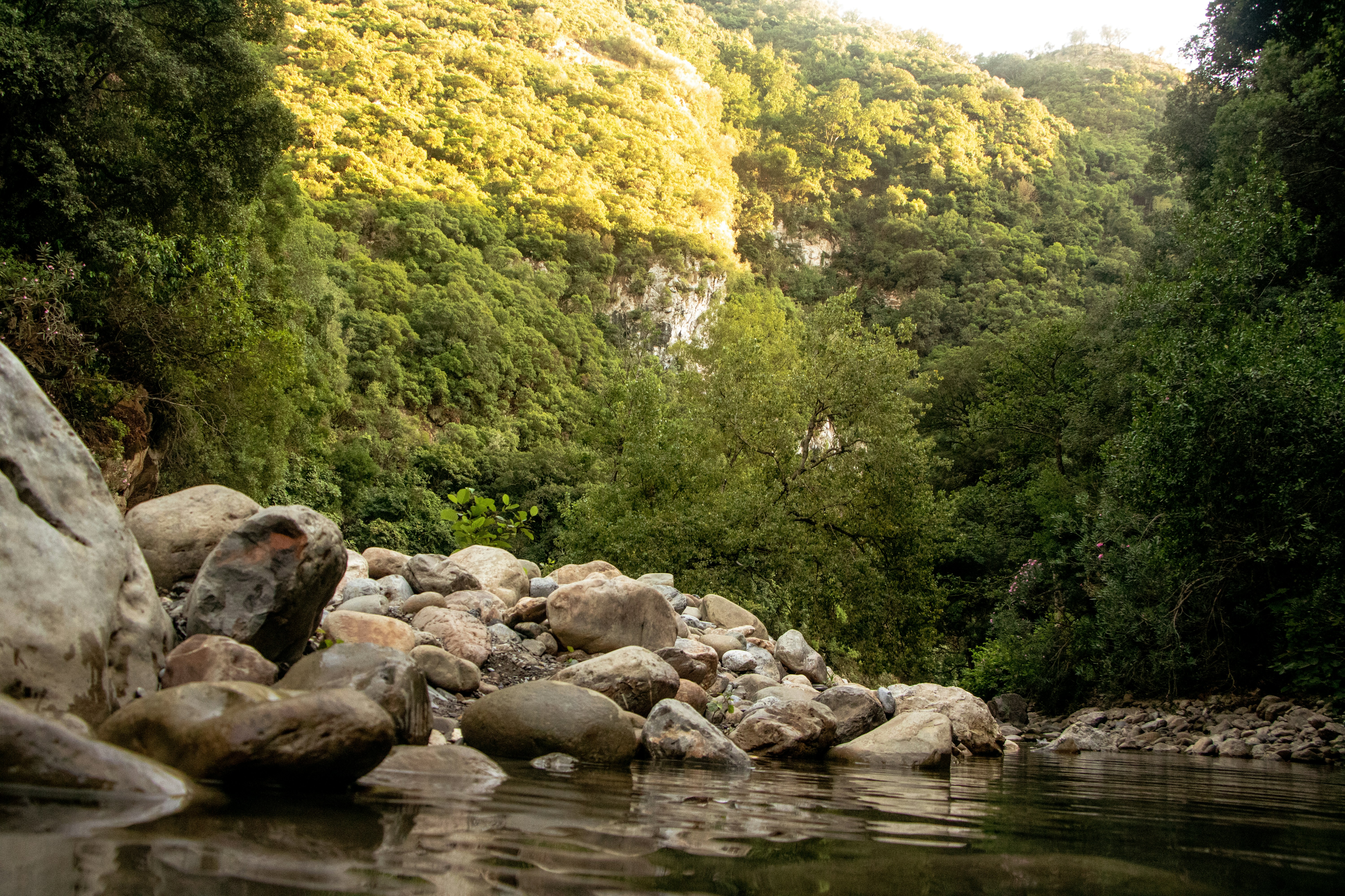 Rocky riverbank with lush green forest and sunlight.