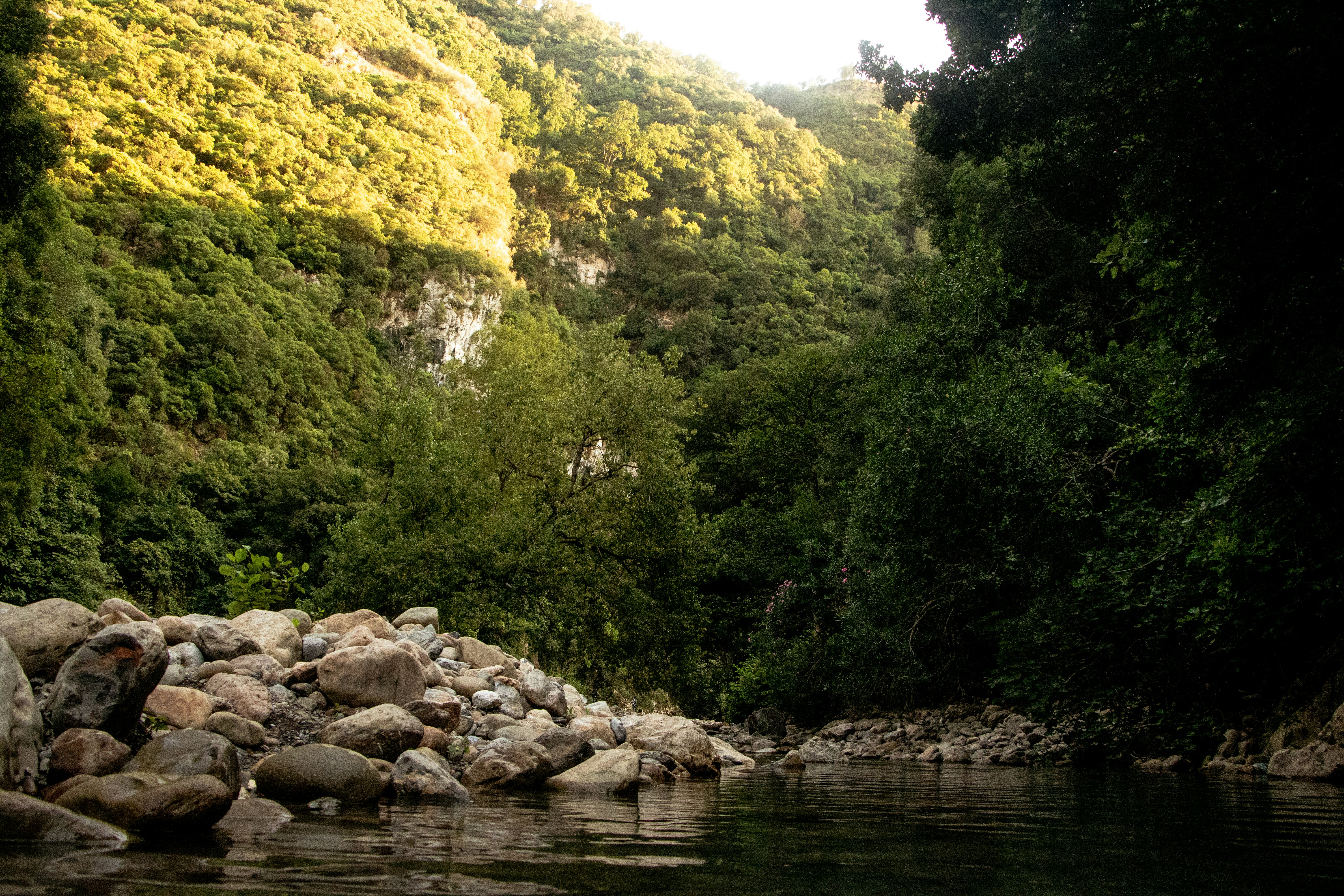 Sunlight illuminates a rocky riverbank with lush green trees.