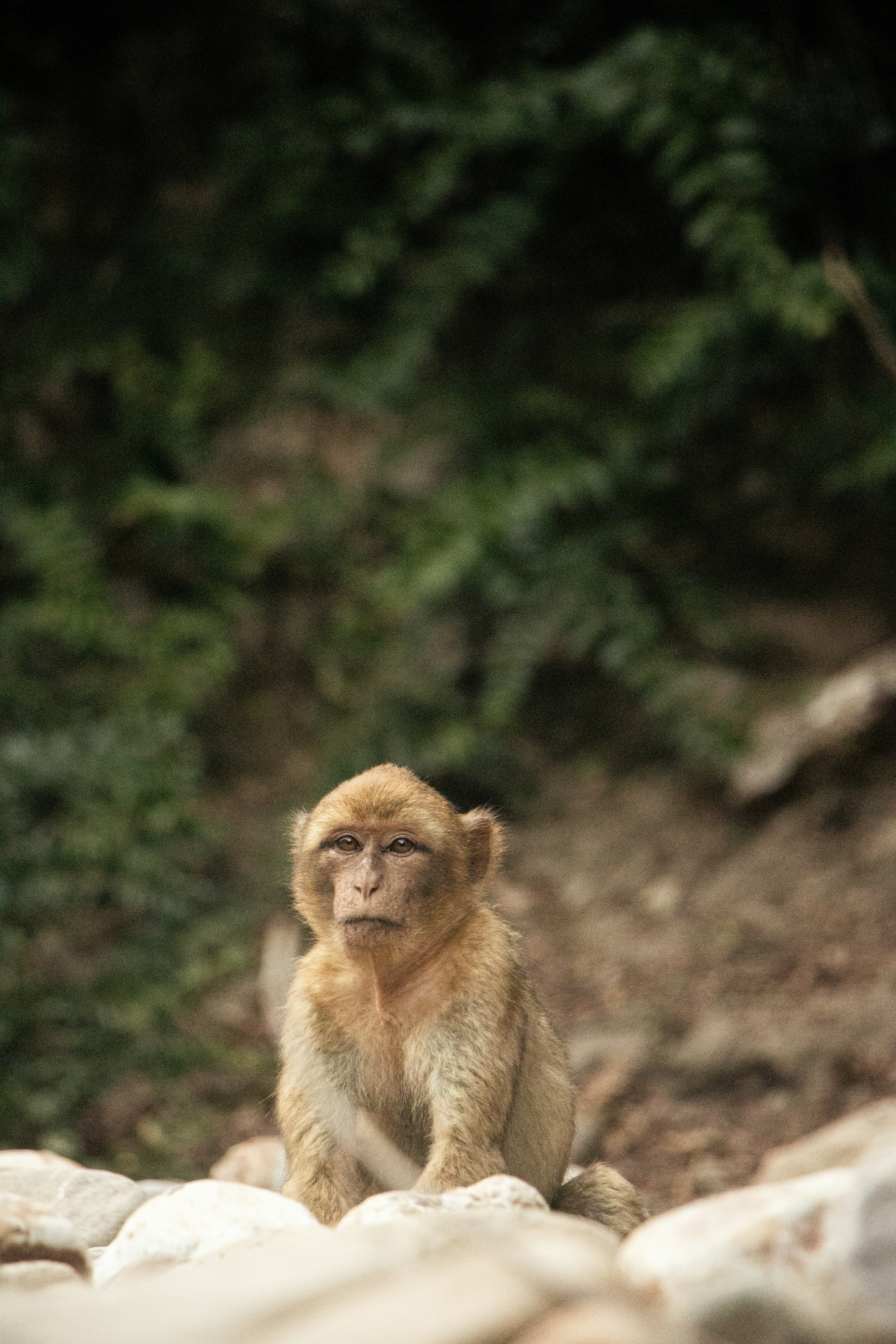 A young monkey sits on rocks in a forest.