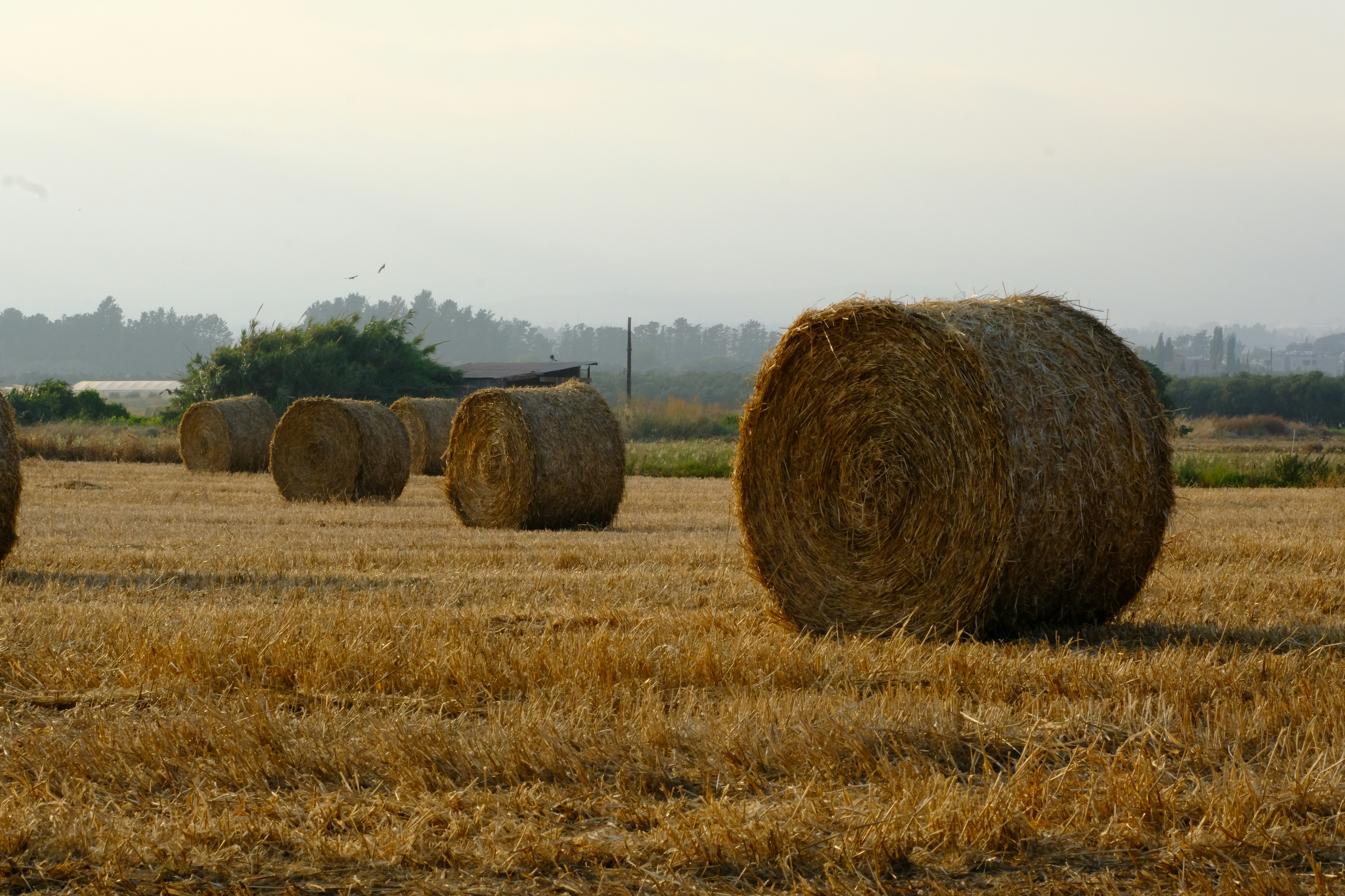 Round hay bales in a dry field at sunrise.