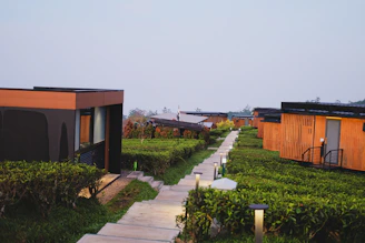 Modern cabins line a path through green tea fields.